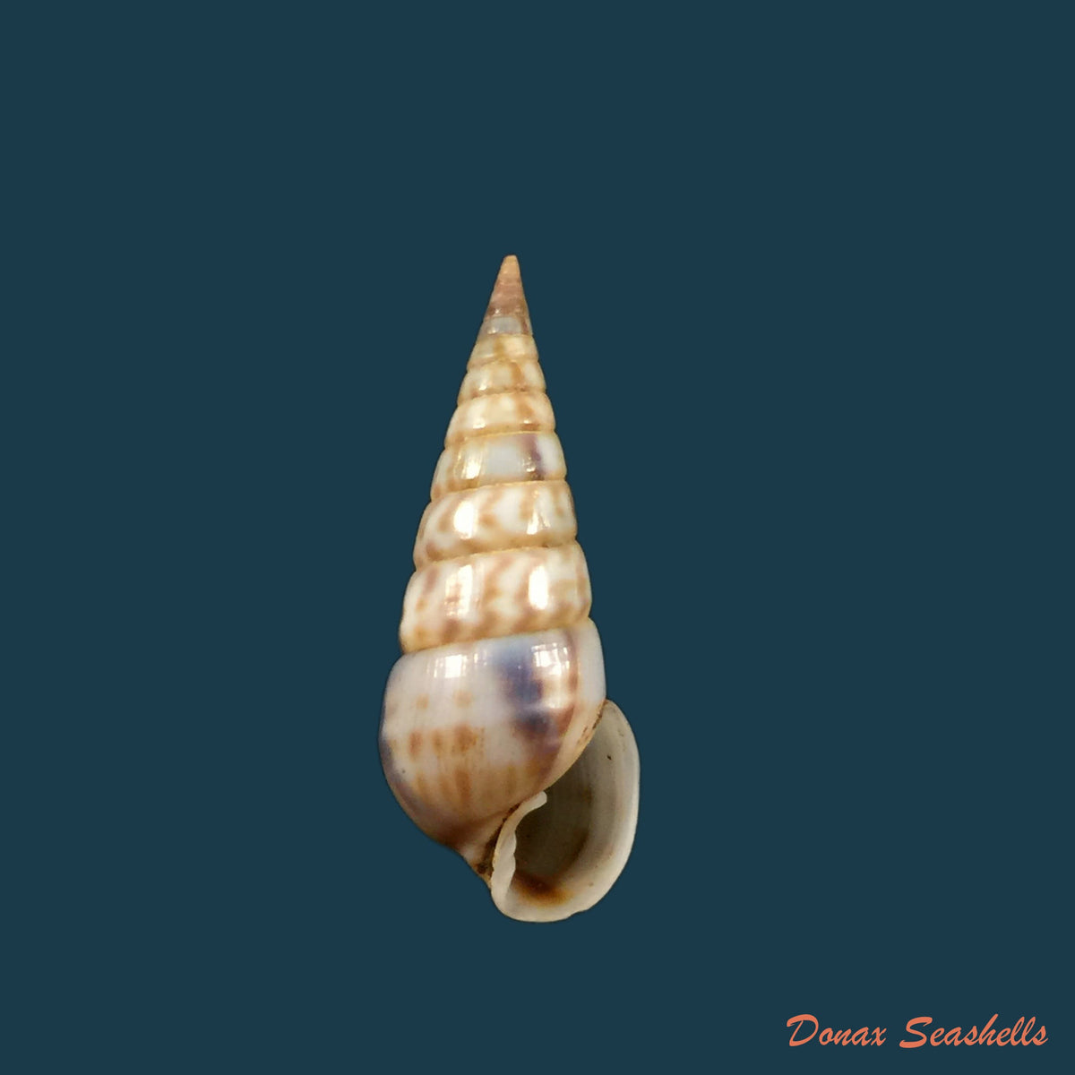 copia-de-pyramidella-maculosa-lamarck-1822-28-9mm-1