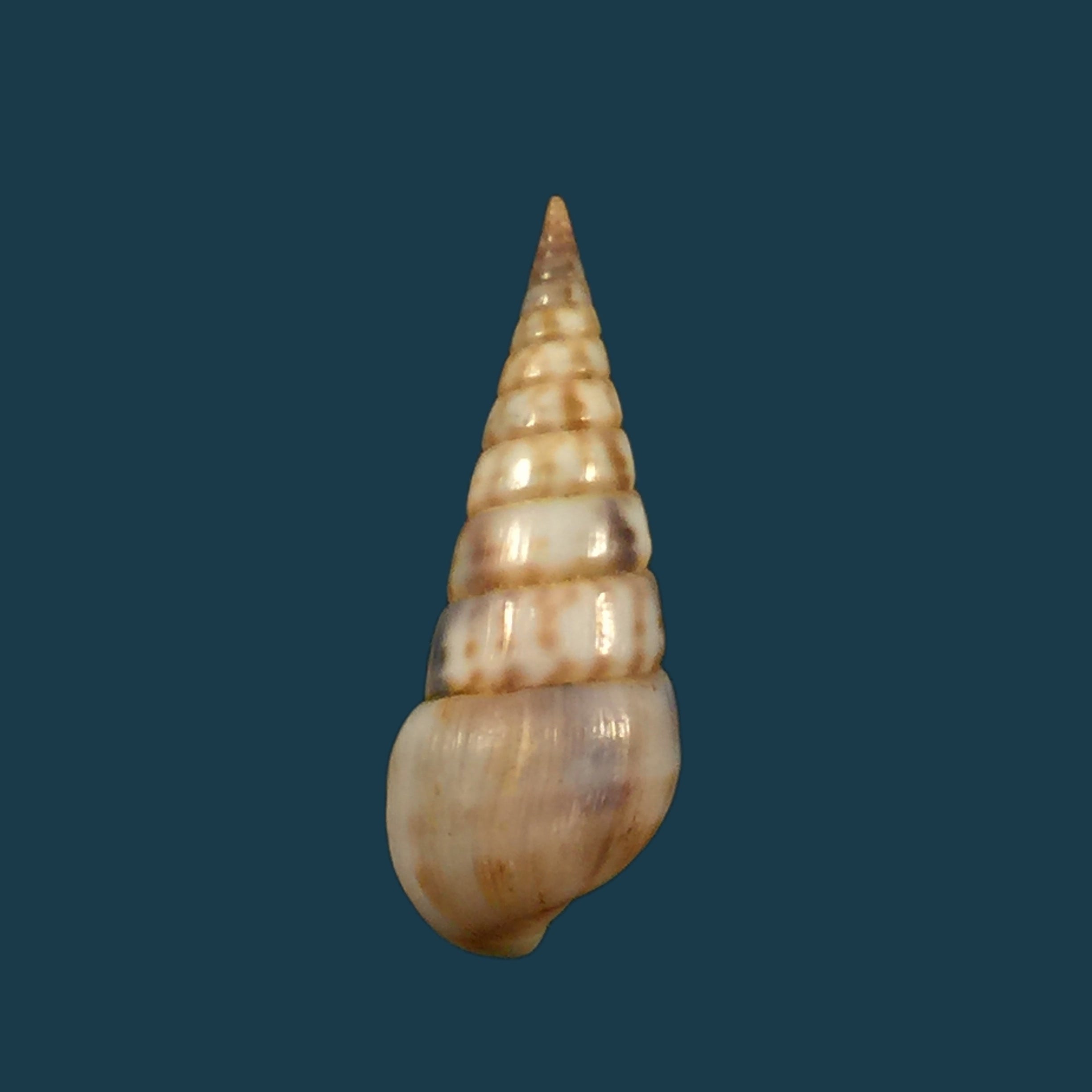 斑锥虫（Lamarck, 1822）- 27,1毫米