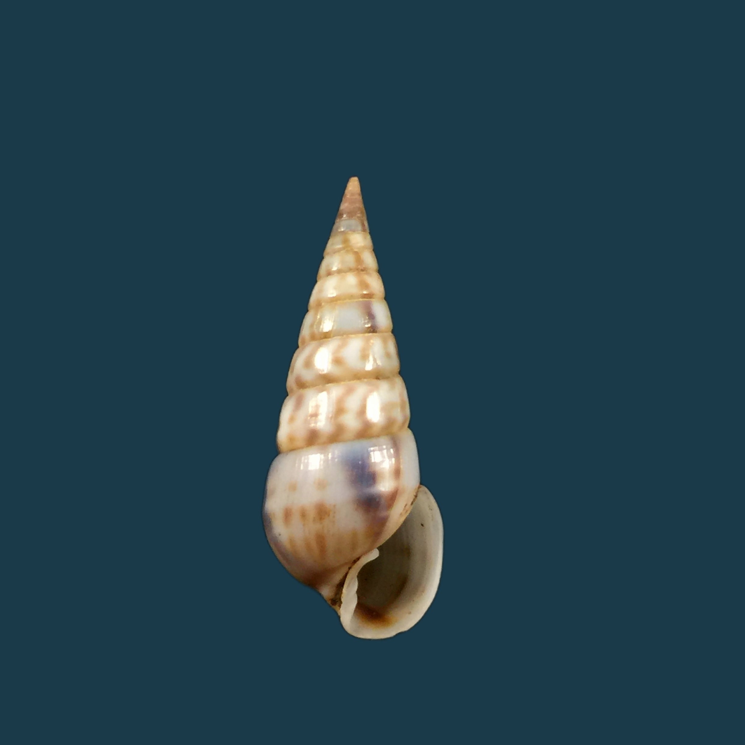斑锥虫（Lamarck, 1822）- 27,1毫米
