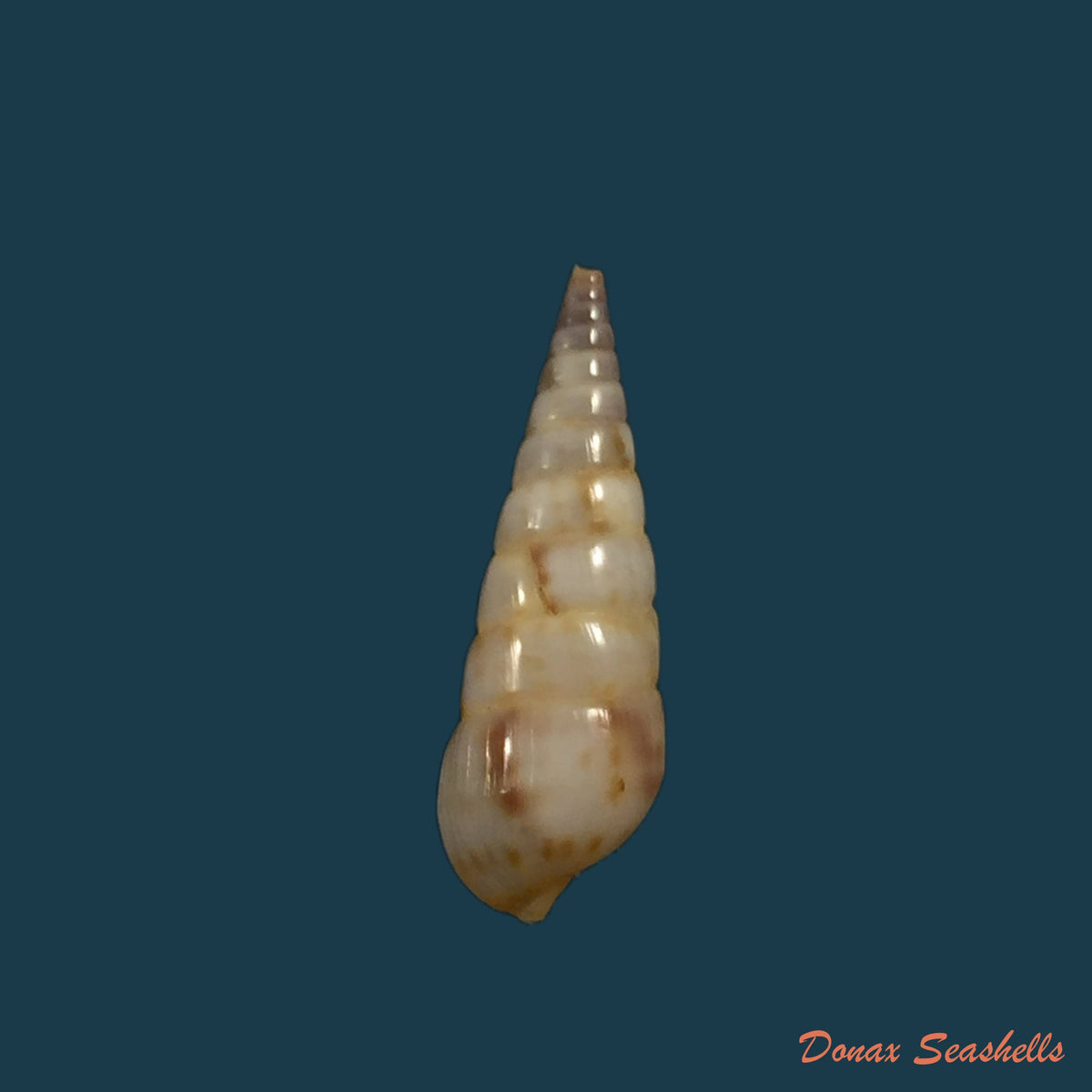 copia-de-pyramidella-maculosa-lamarck-1822-28-9mm