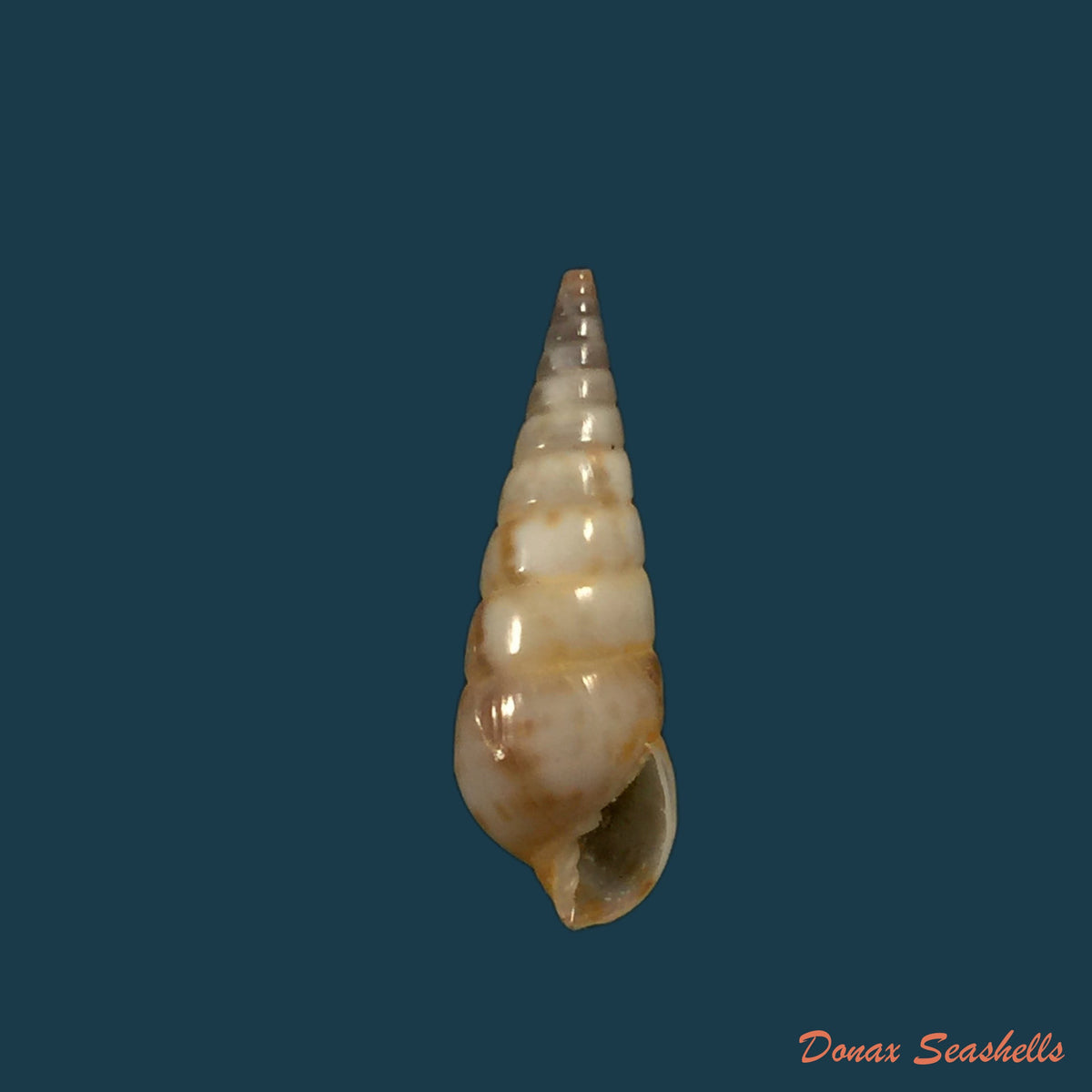 copia-de-pyramidella-maculosa-lamarck-1822-28-9mm