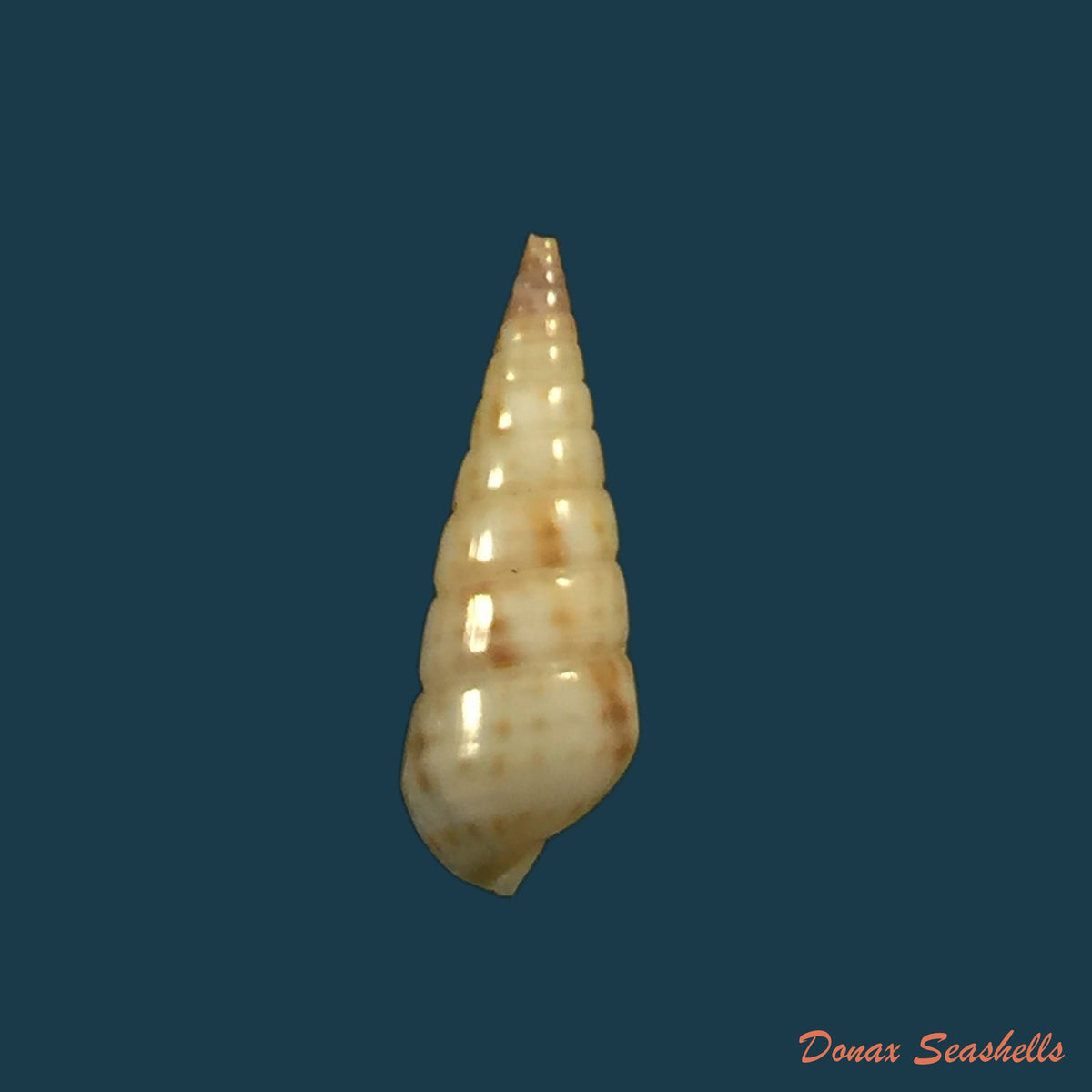 copia-de-pyramidella-sulcata-adams-1854-21-3mm