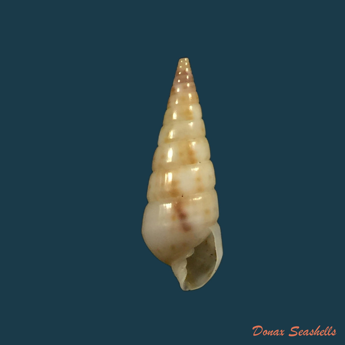 copia-de-pyramidella-sulcata-adams-1854-21-3mm