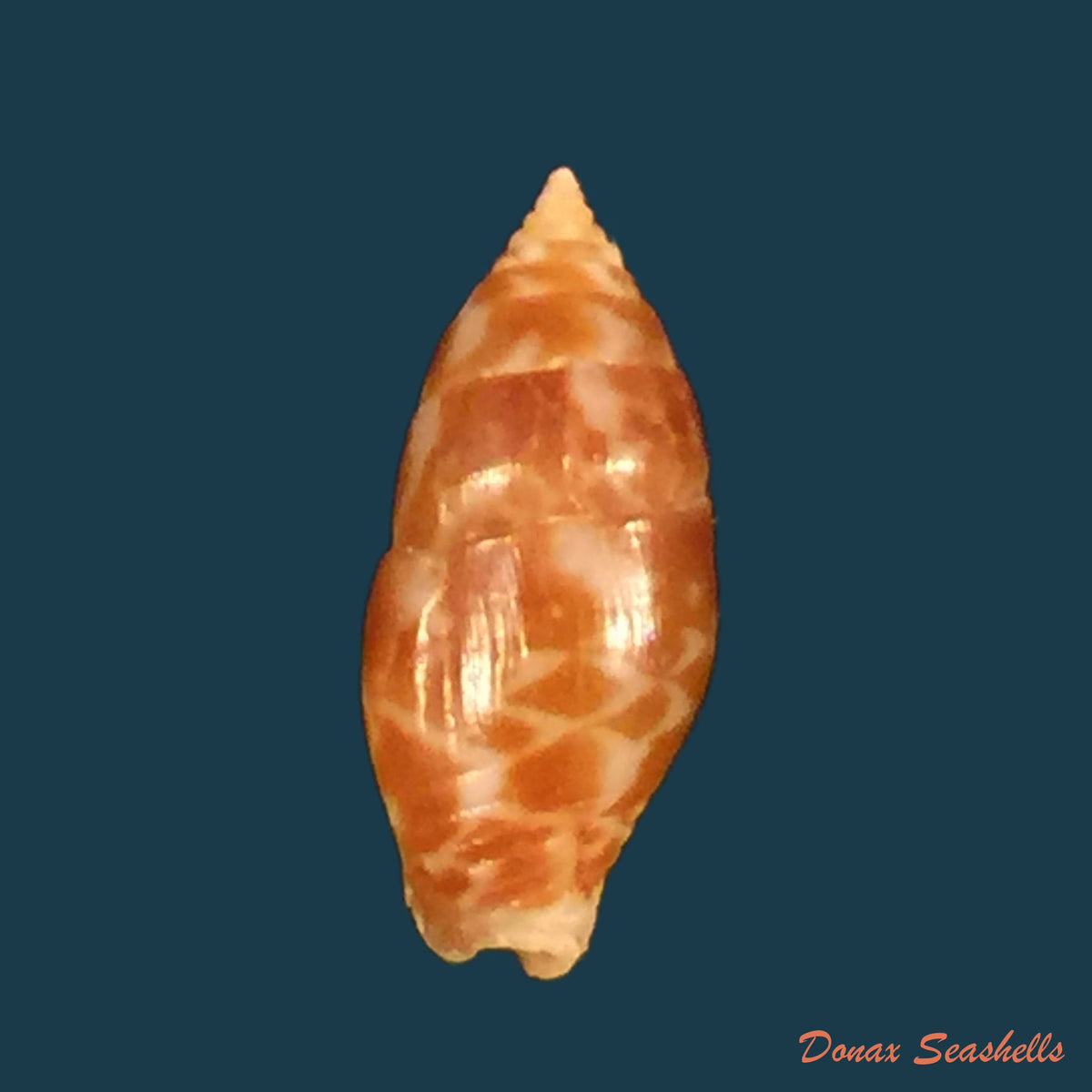 copia-de-pyrene-obtusa-g-b-sowerby-i-1832-14-4mm