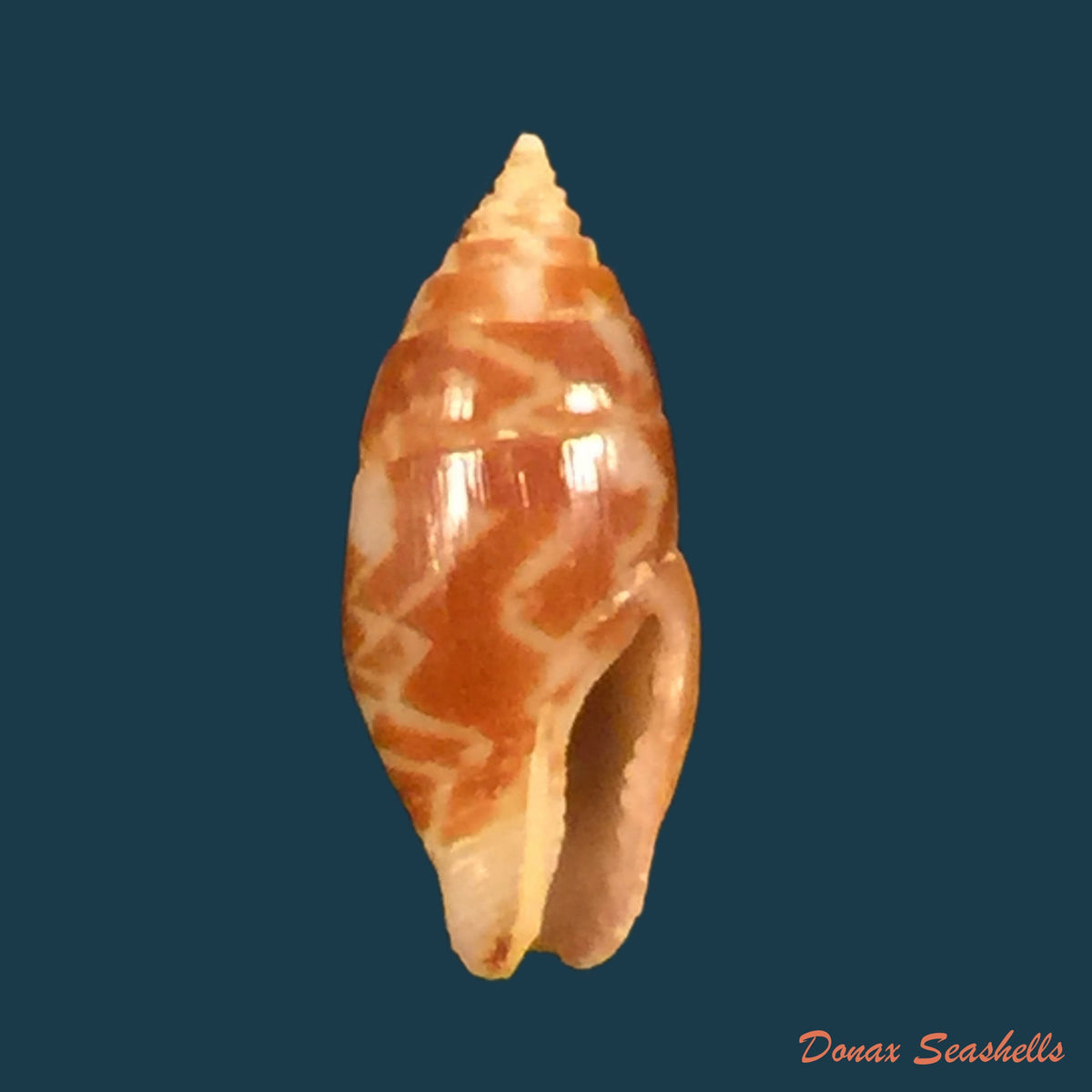 copia-de-pyrene-obtusa-g-b-sowerby-i-1832-14-4mm