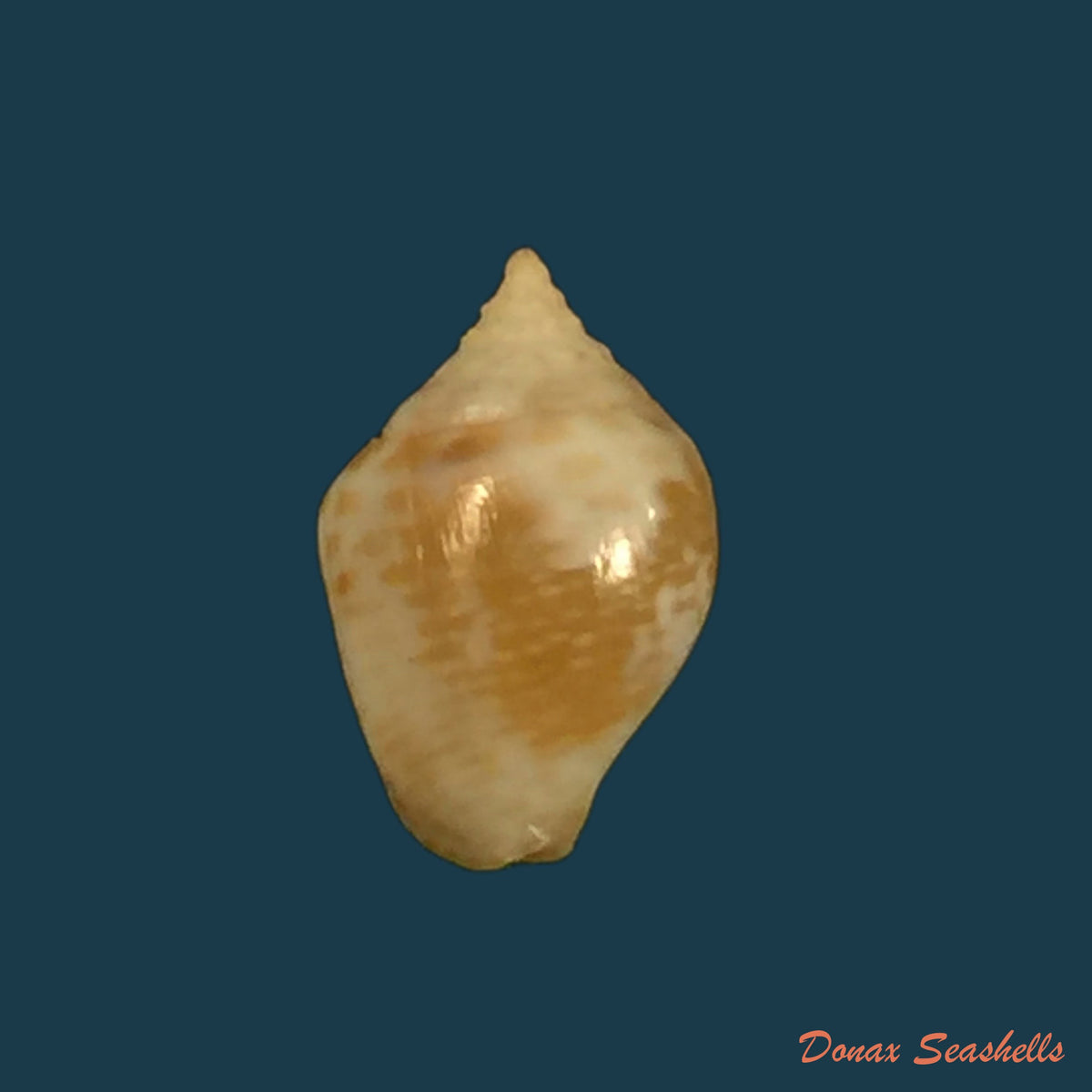 copia-de-pyrene-obtusa-g-b-sowerby-i-1832-15-1mm