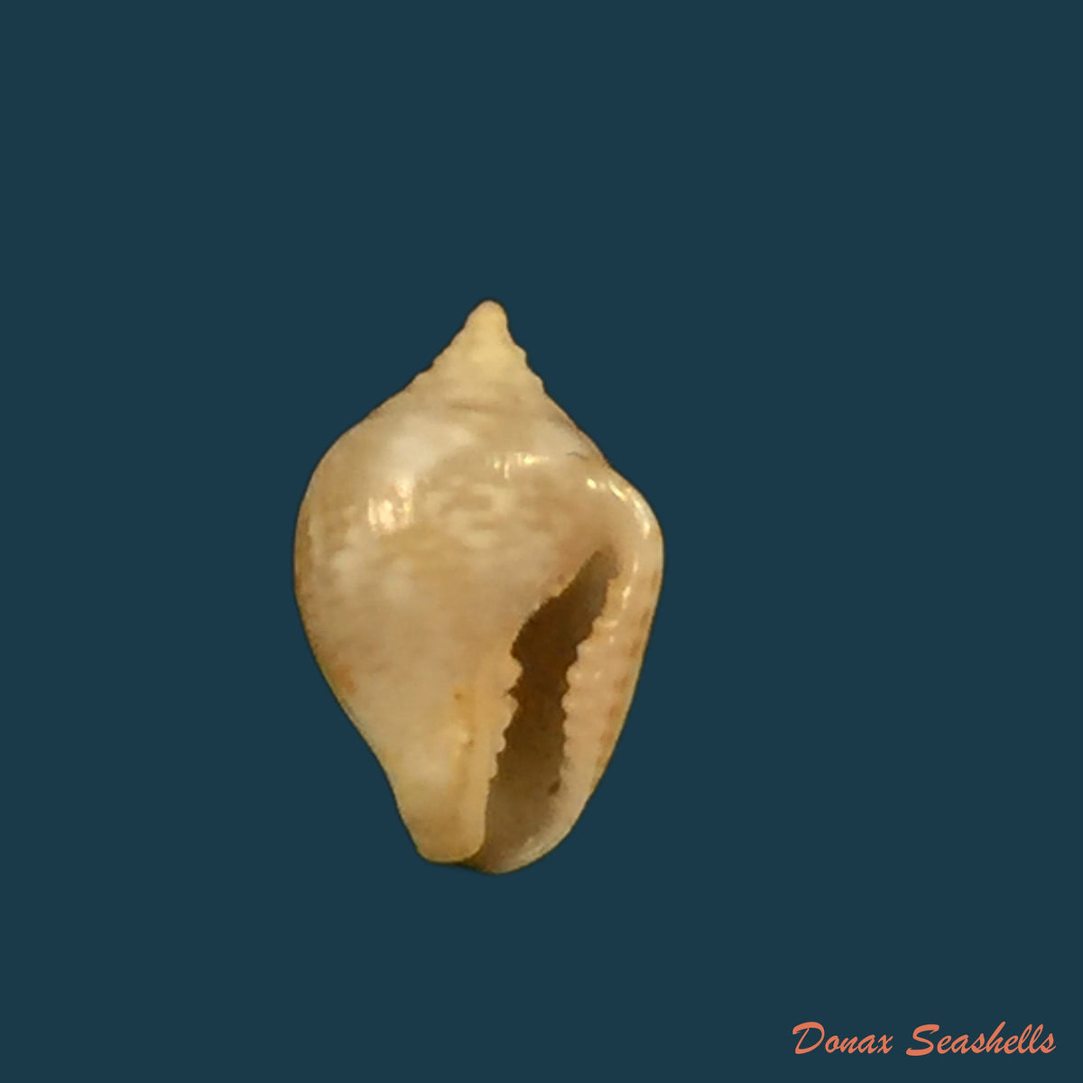 copia-de-pyrene-obtusa-g-b-sowerby-i-1832-15-1mm