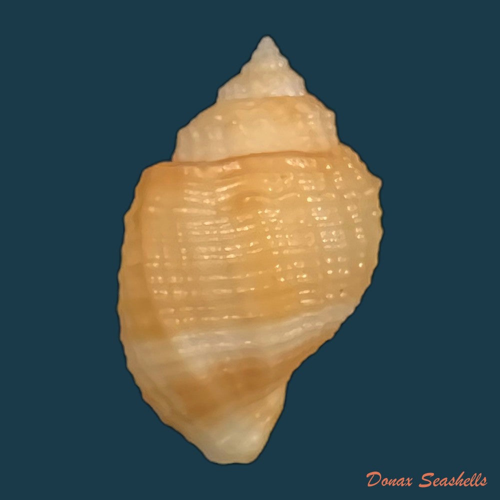 copia-de-pyruclia-solida-g-b-sowerby-i-1832-44-7mm