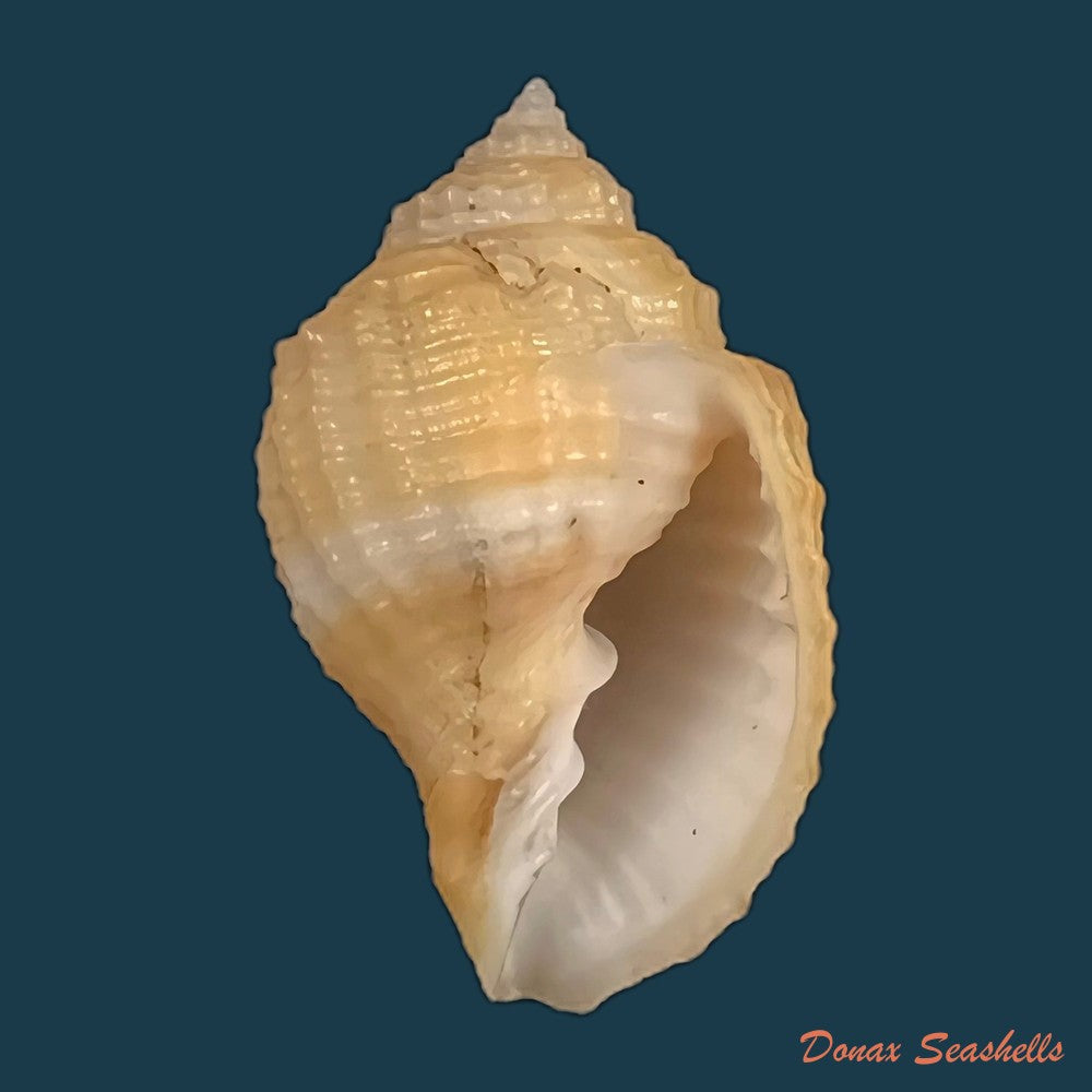 copia-de-pyruclia-solida-g-b-sowerby-i-1832-44-7mm