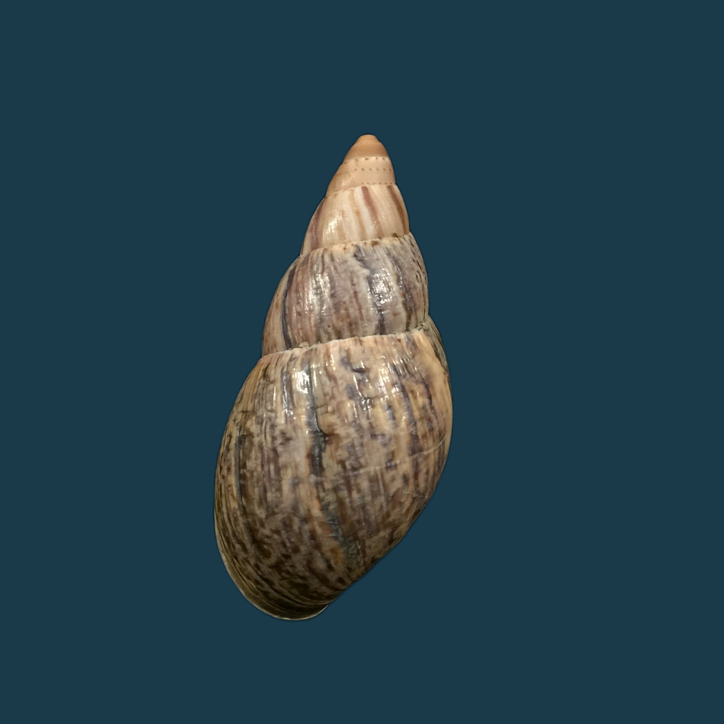 Quechua olmosensis (Zilch, 1954) - 70,8mm