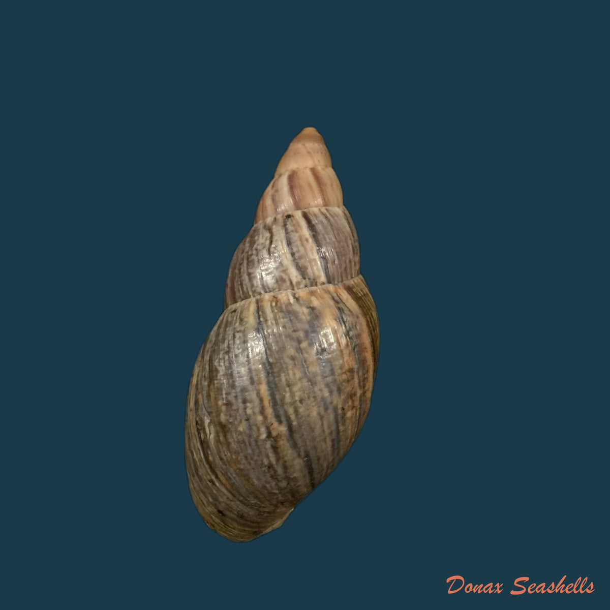 copia-de-quechua-olmosensis-zilch-1954-67-4mm-2