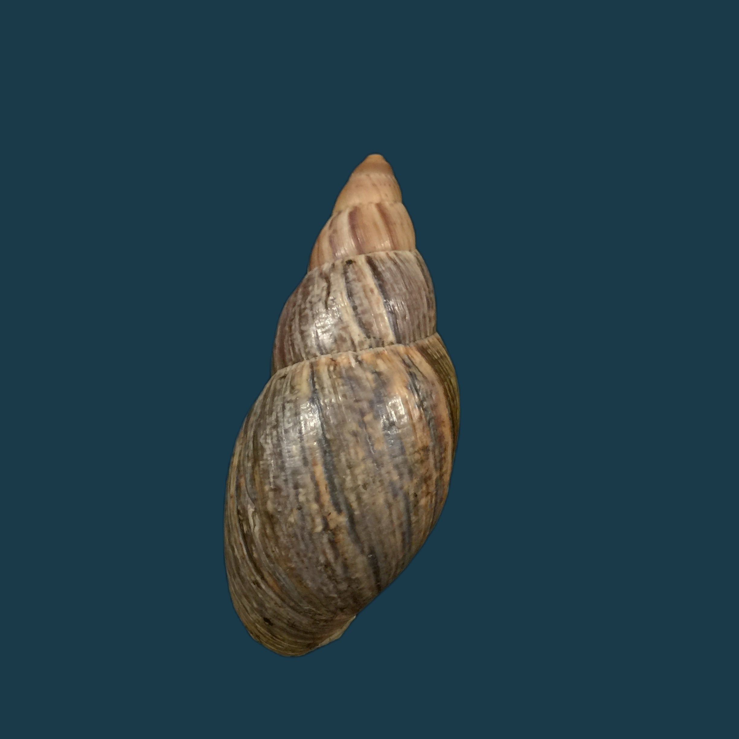 Quechua olmosensis (Zilch, 1954) - 70,6mm