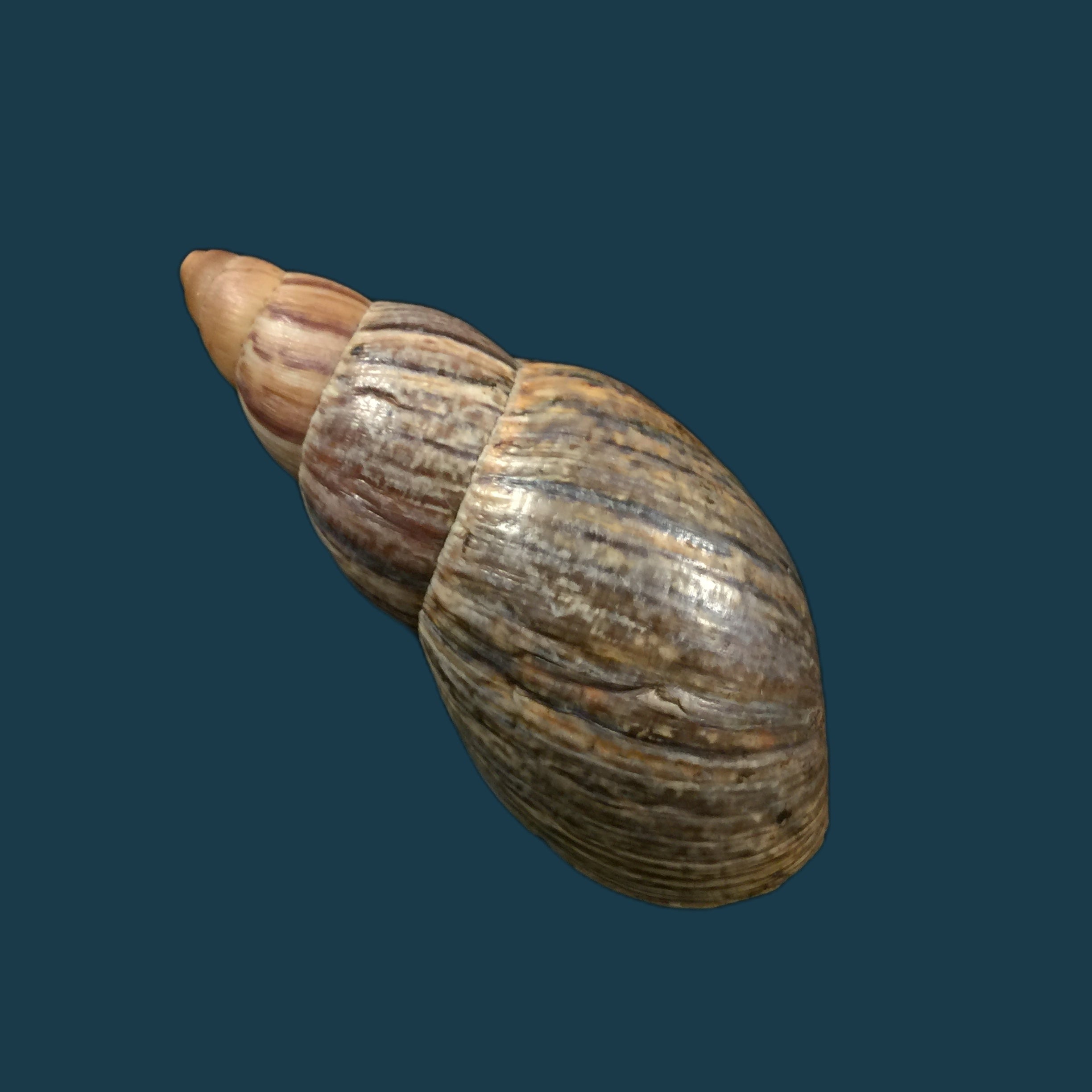 Quechua olmosensis (Zilch, 1954) - 70,6mm
