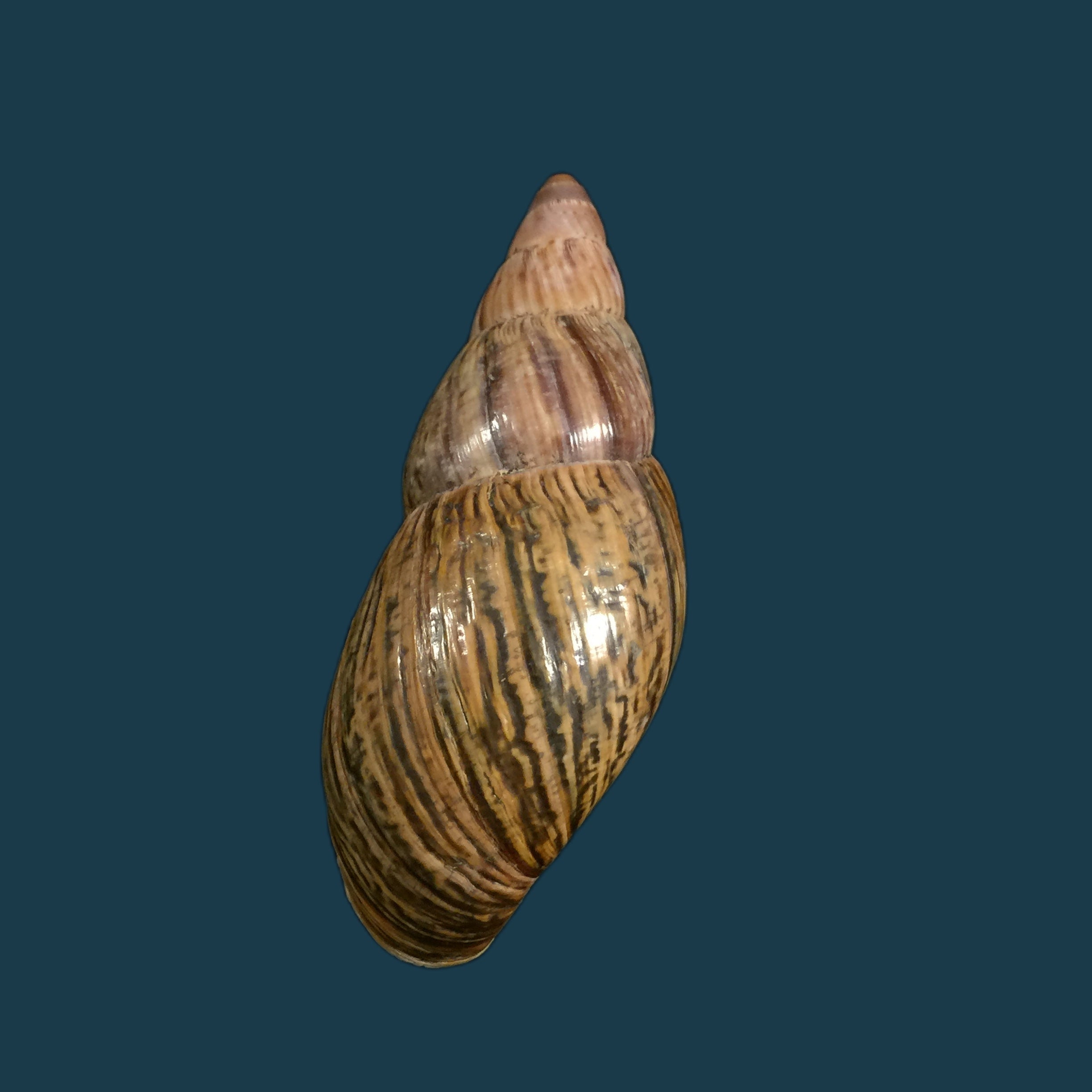 Quechua olmosensis (Zilch, 1954) - 72,5mm