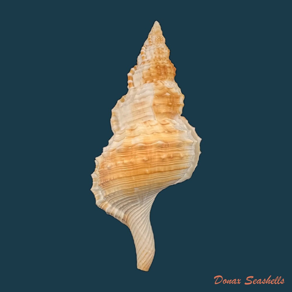 copia-de-ranella-olearium-barcelosi-matthews-rios-coelho-1975