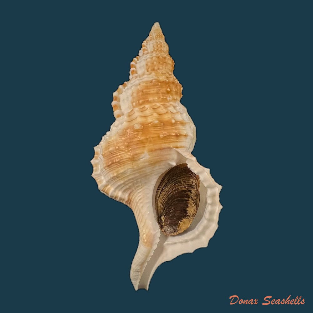 copia-de-ranella-olearium-barcelosi-matthews-rios-coelho-1975