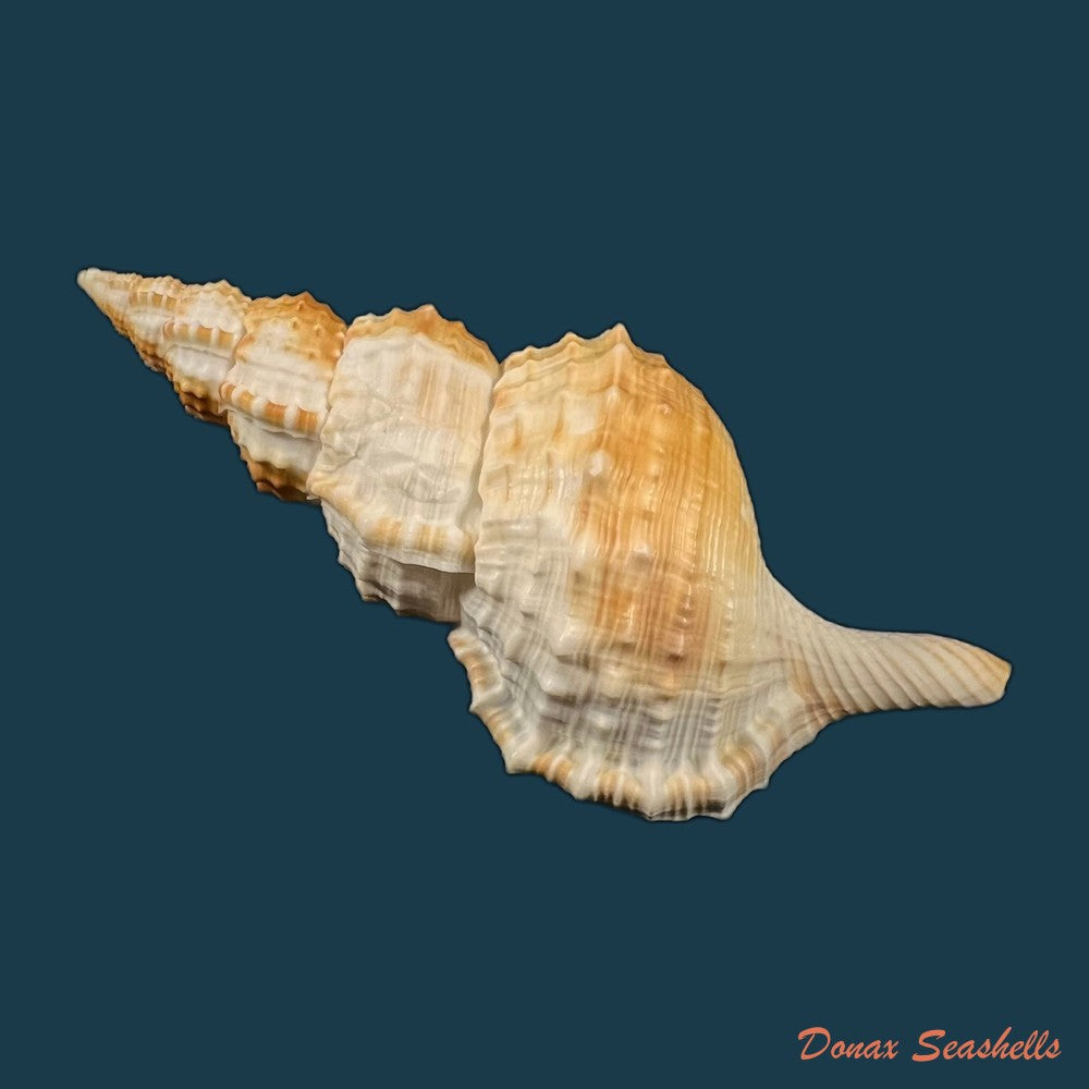 copia-de-ranella-olearium-barcelosi-matthews-rios-coelho-1975