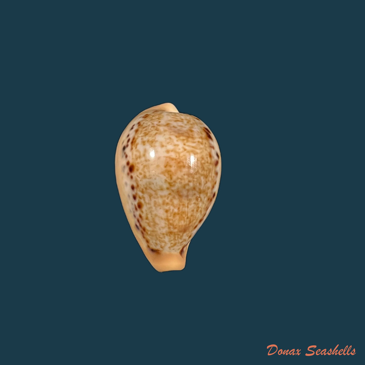 copia-de-ransoniella-punctata-berinii-dautzenberg-1906-15-6mm