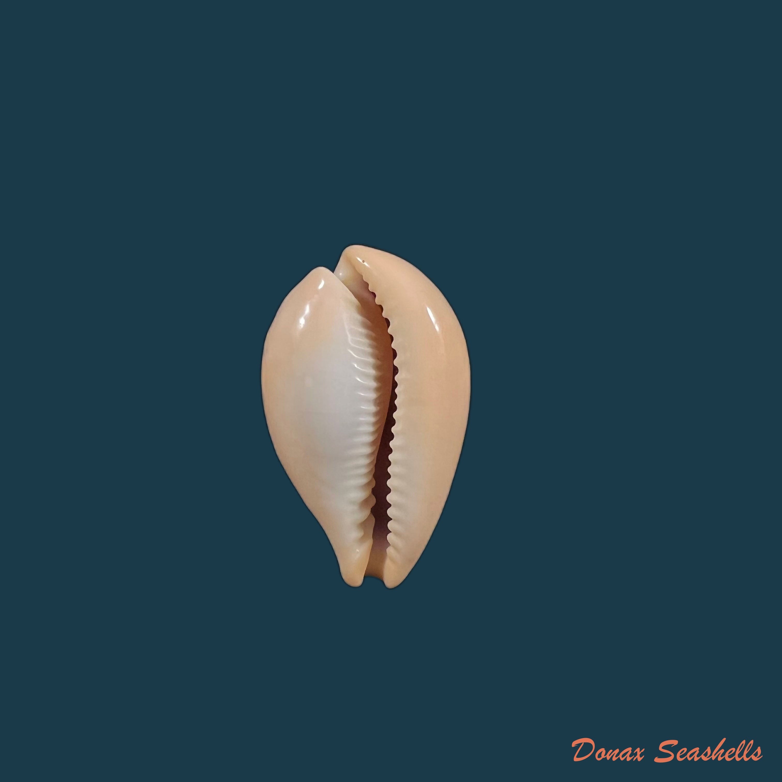 copia-de-ransoniella-punctata-berinii-dautzenberg-1906-15-6mm