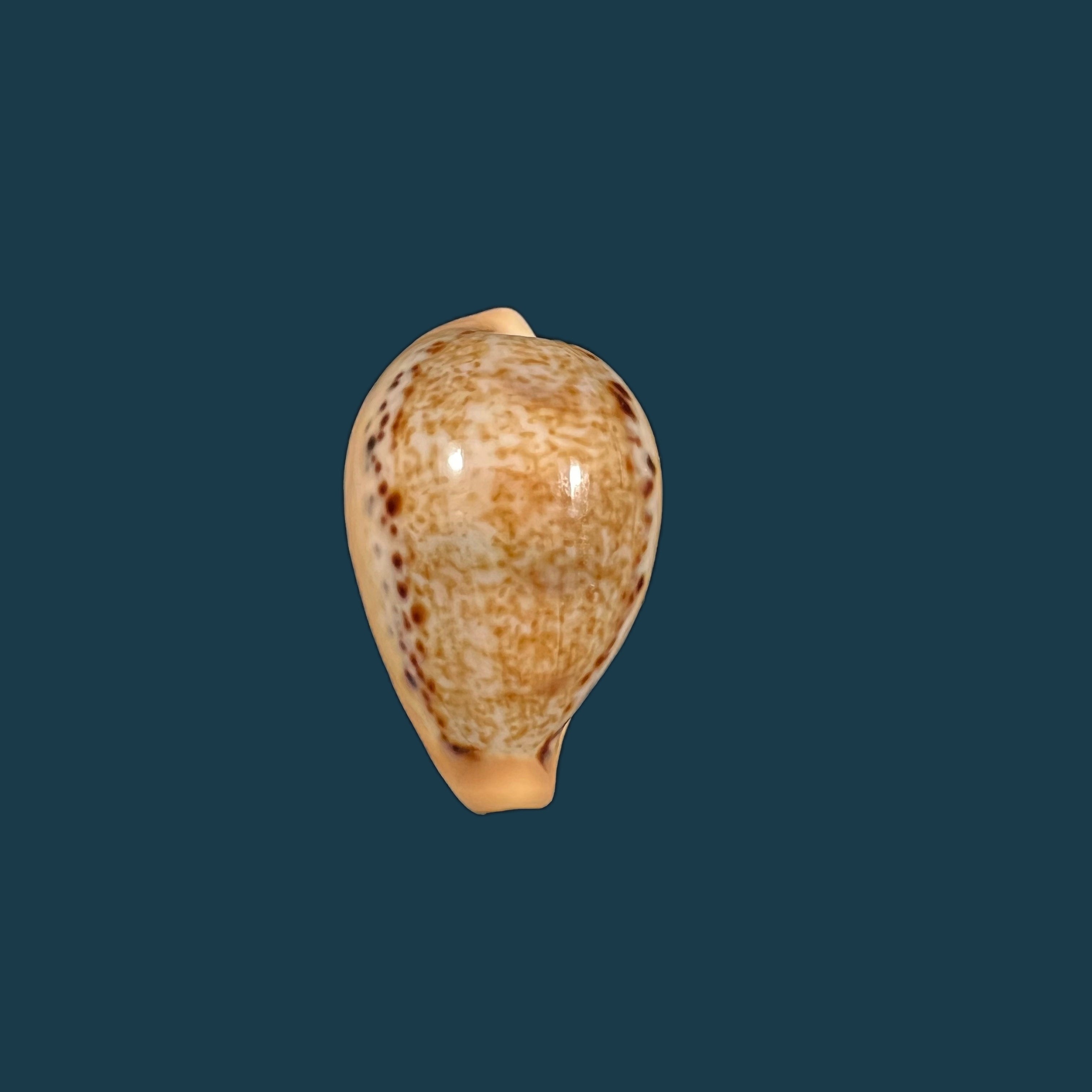 Paradusta hungerfordi (G. B. Sowerby III, 1888) - 34,8mm