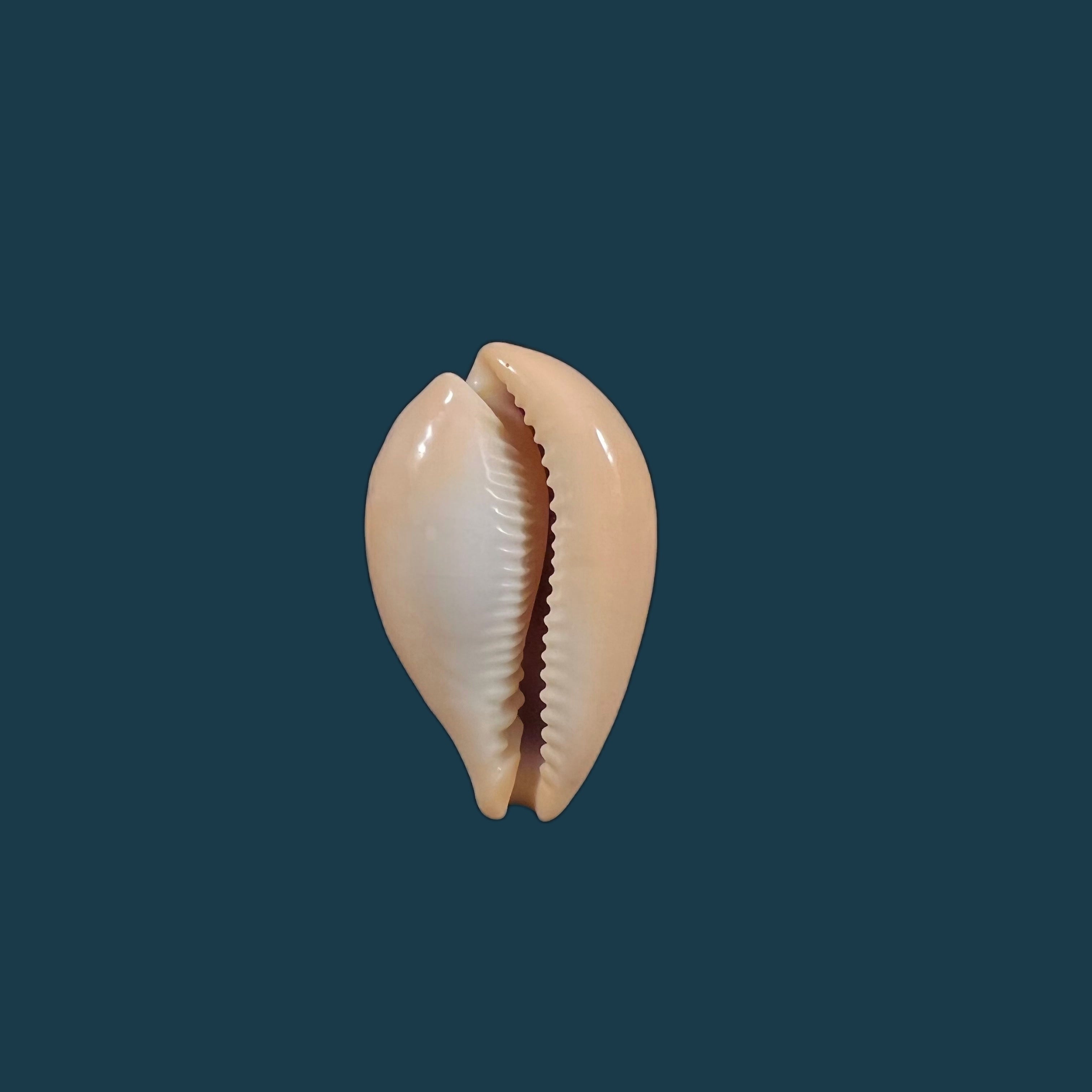 Paradusta hungerfordi (G. B. Sowerby III, 1888) - 34,8mm