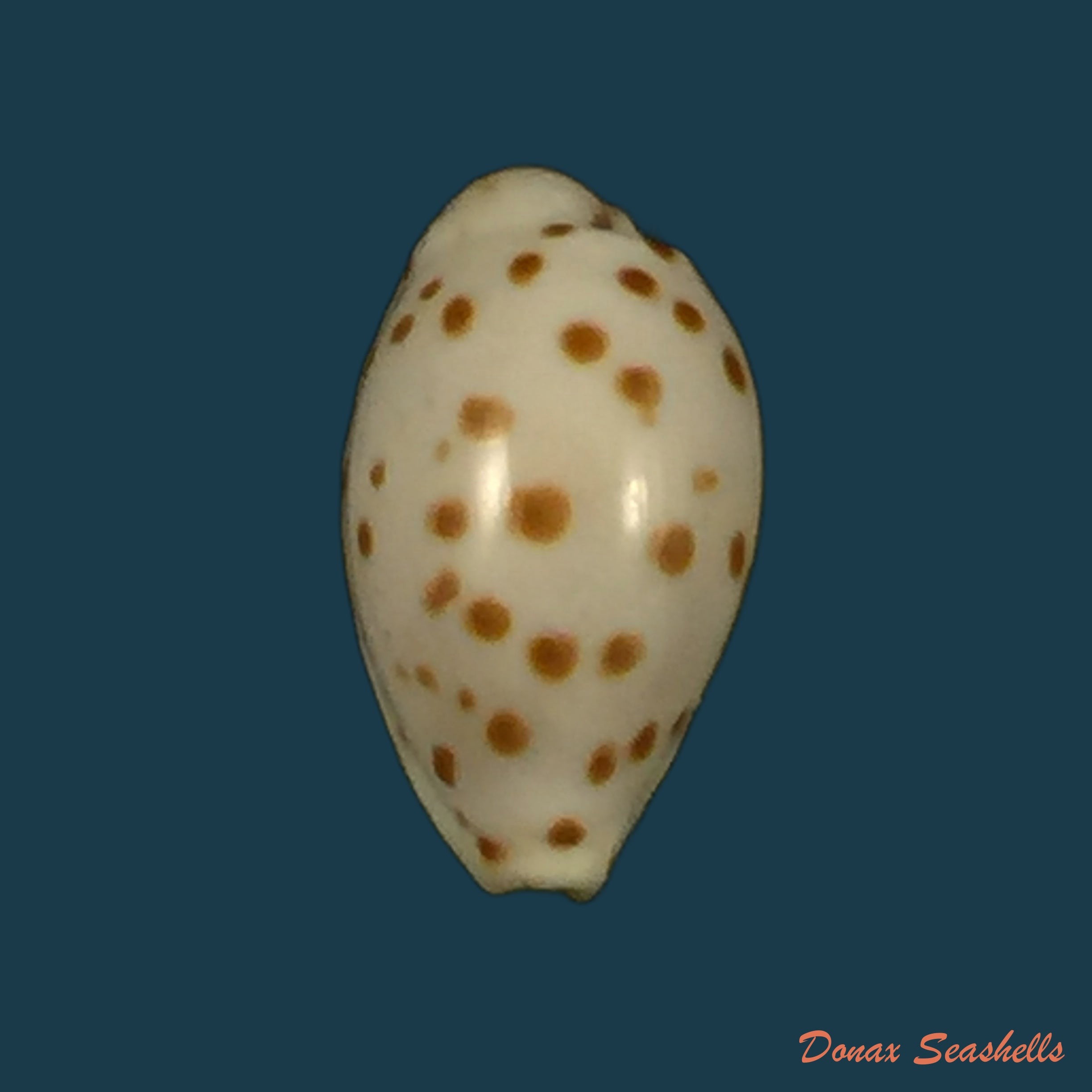 copia-de-ransoniella-punctata-linnaeus-1758-12-4mm-1