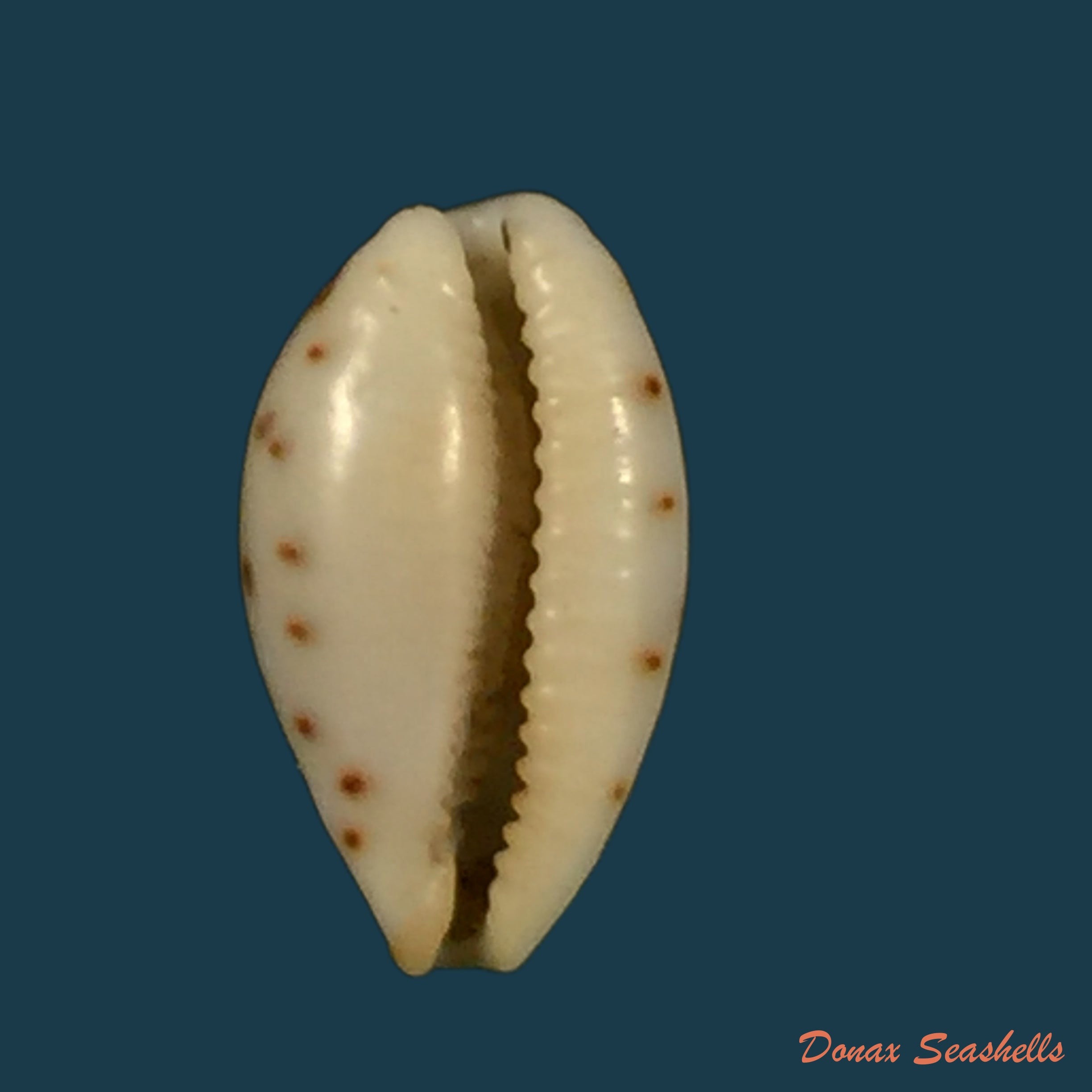 copia-de-ransoniella-punctata-linnaeus-1758-12-4mm-1