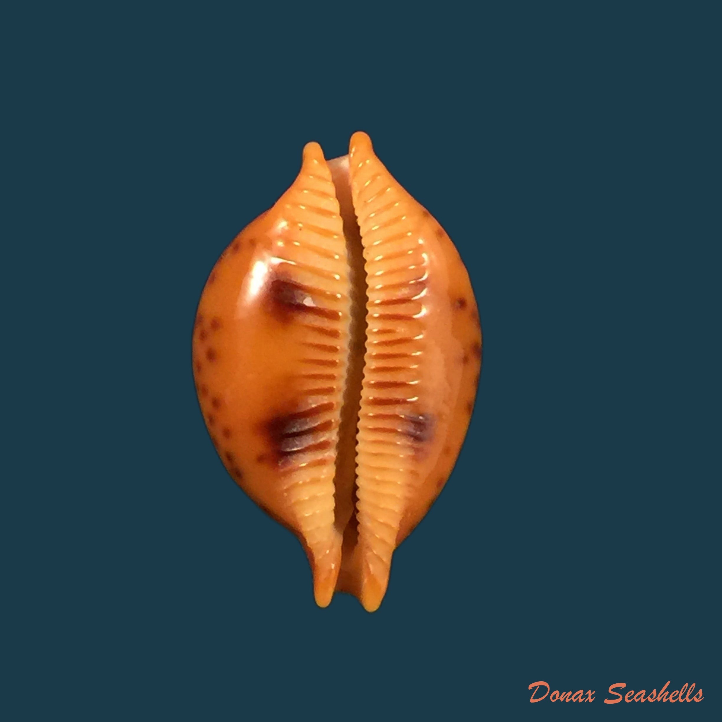 copia-de-ransoniella-punctata-linnaeus-1758-12-5mm