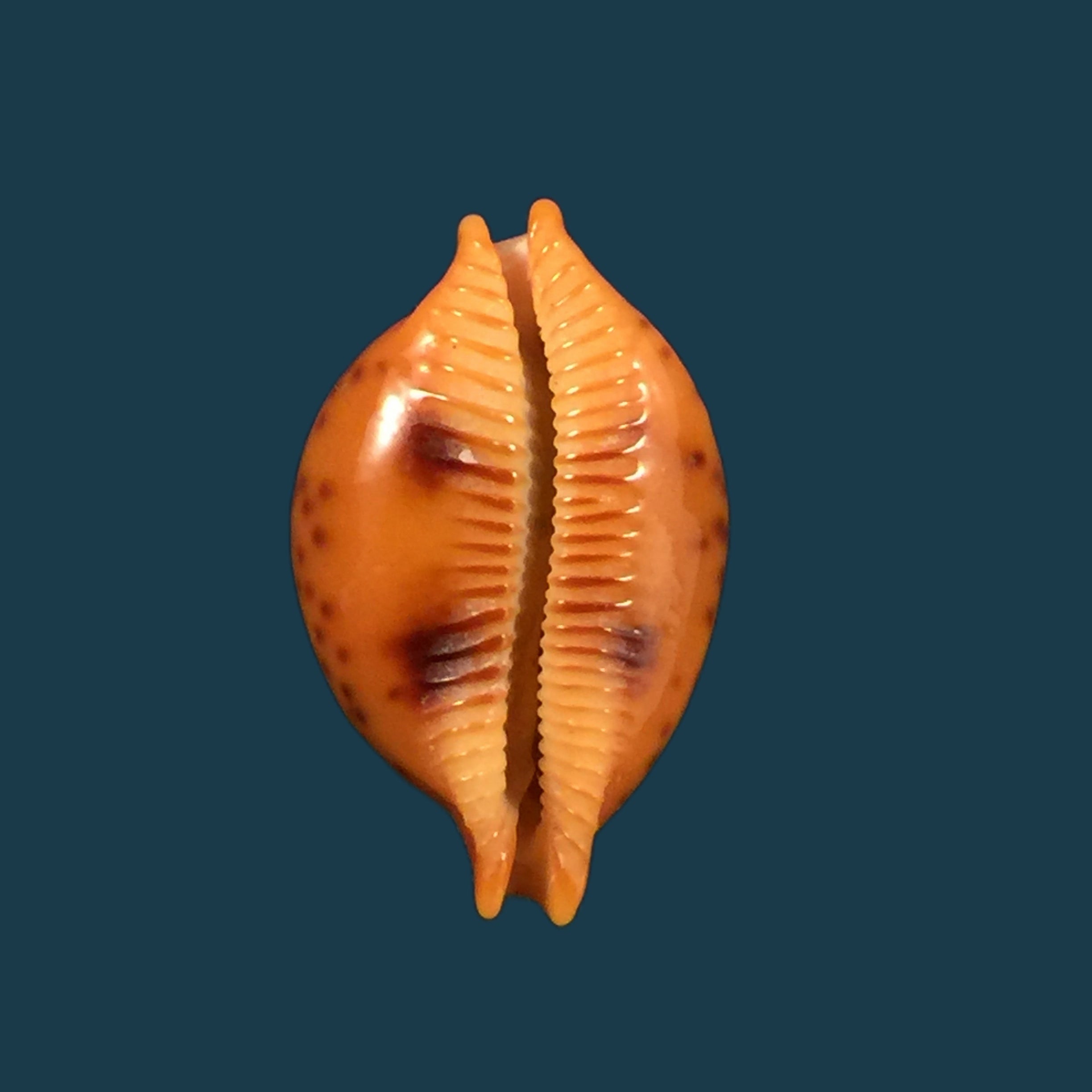 Pustularia globulus (Linnaeus, 1758) - 20,7mm
