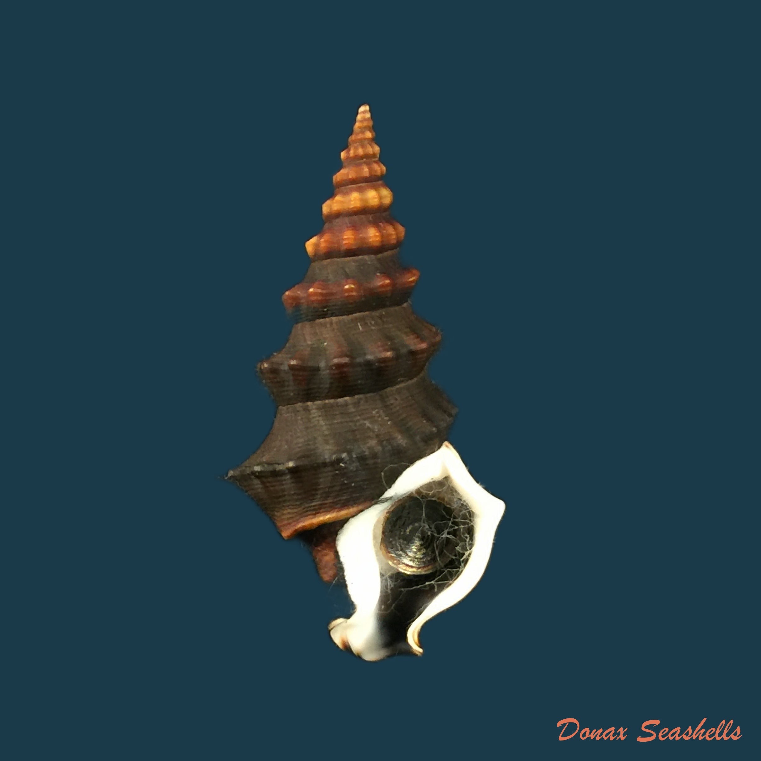 copia-de-rhinocoryne-humboldtii-valenciennes-1832-36-5mm