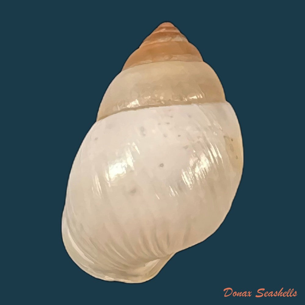 copia-de-rhinus-ovulum-reeve-1849-19-5mm