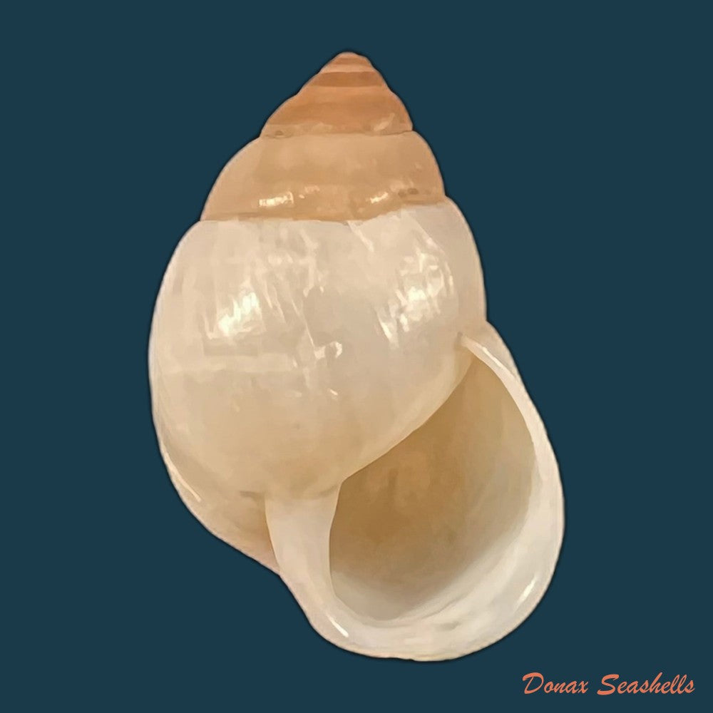 copia-de-rhinus-ovulum-reeve-1849-19-5mm