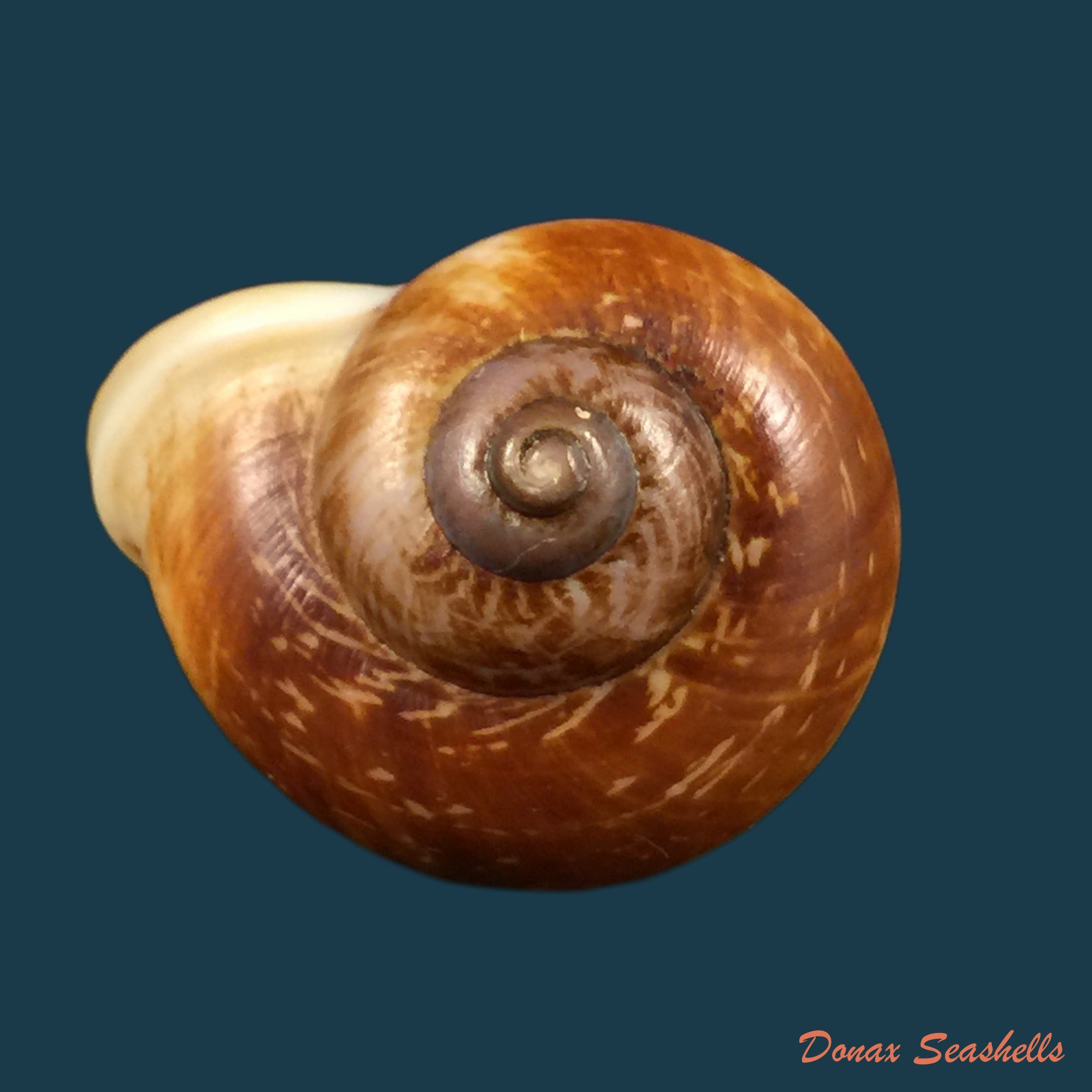 copia-de-rhiostoma-jalorensis-sykes-1903-28-9mm