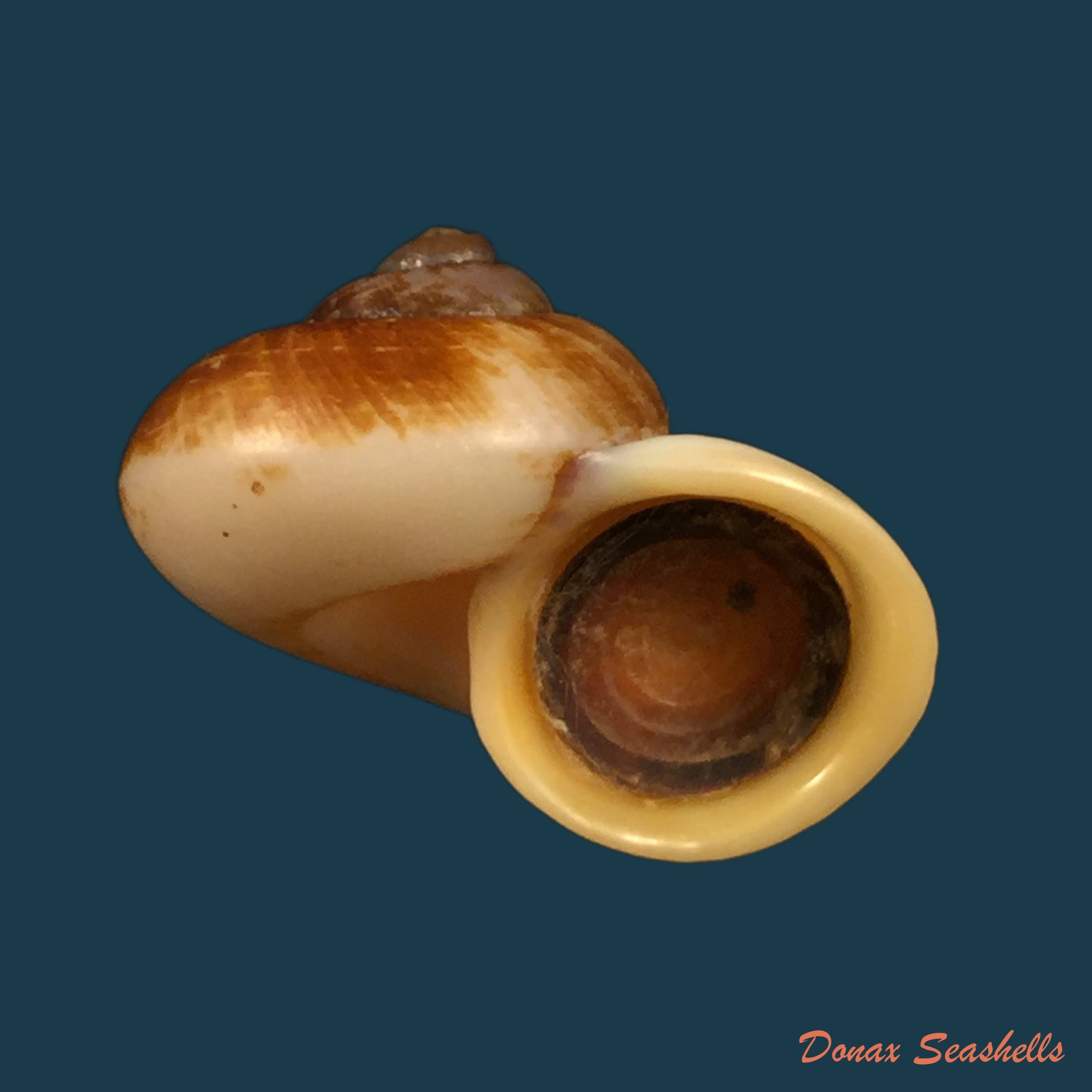 copia-de-rhiostoma-jalorensis-sykes-1903-28-9mm