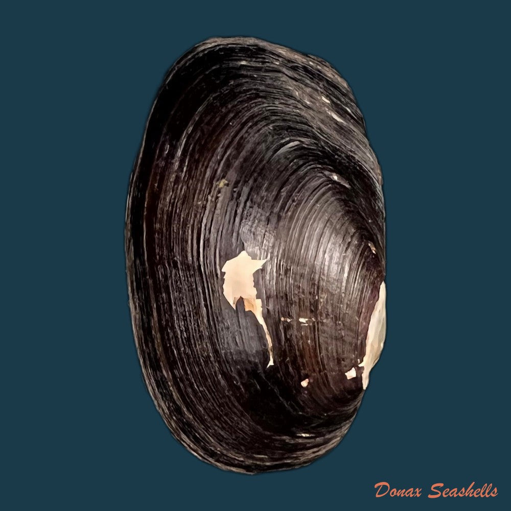 copia-de-rhipidodonta-charruana-orbigny-1836