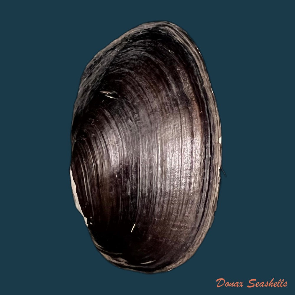 copia-de-rhipidodonta-charruana-orbigny-1836