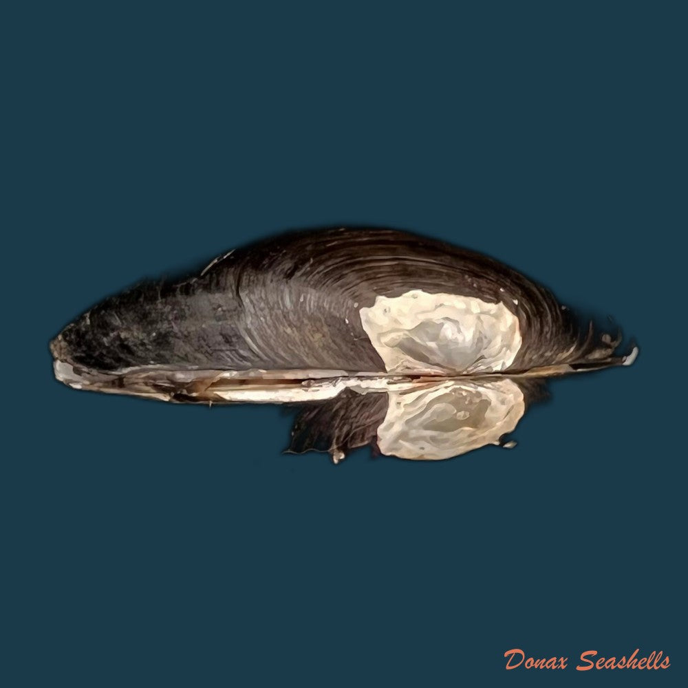 copia-de-rhipidodonta-charruana-orbigny-1836