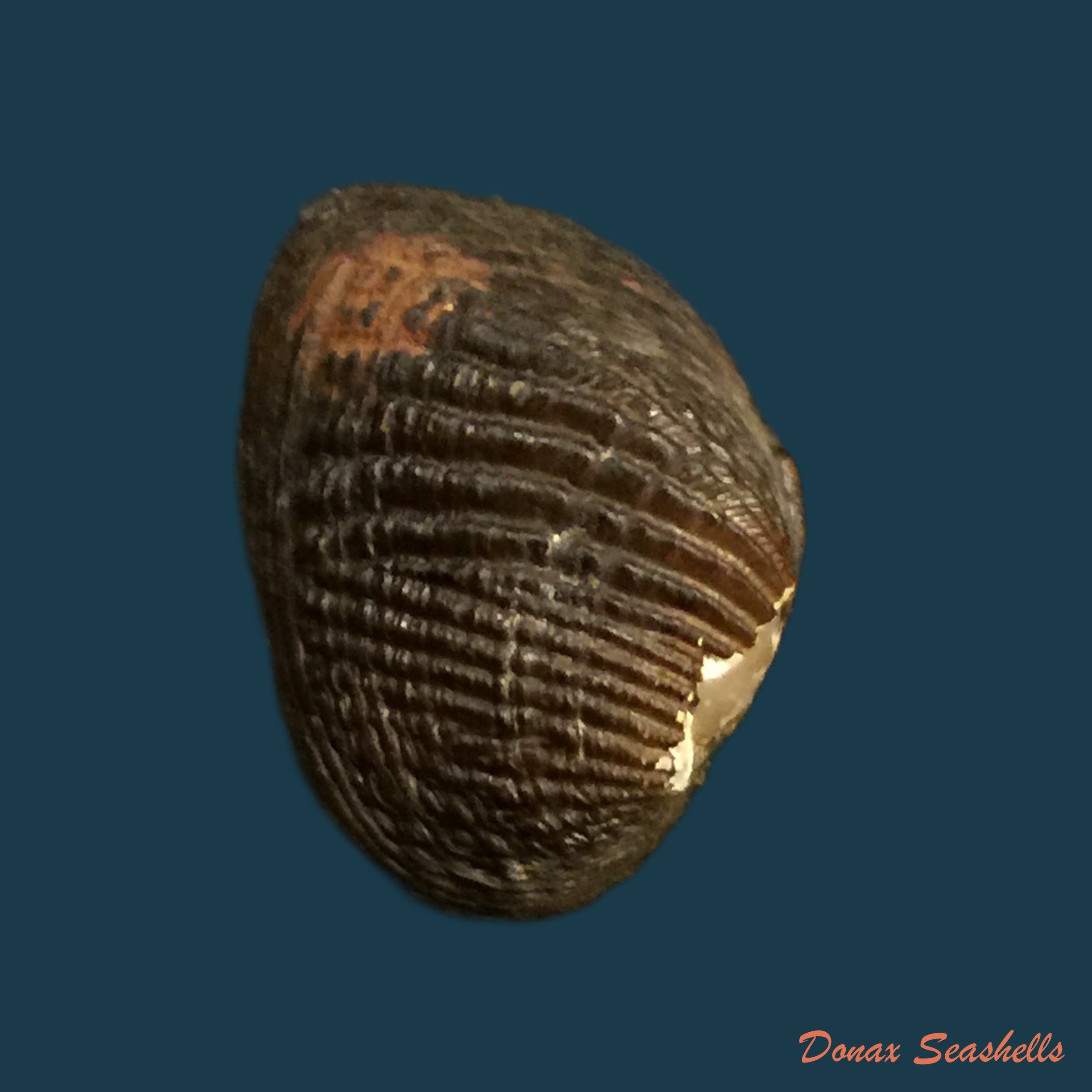 copia-de-rhipidodonta-hylaea-dorbigny-1835-25-1mm