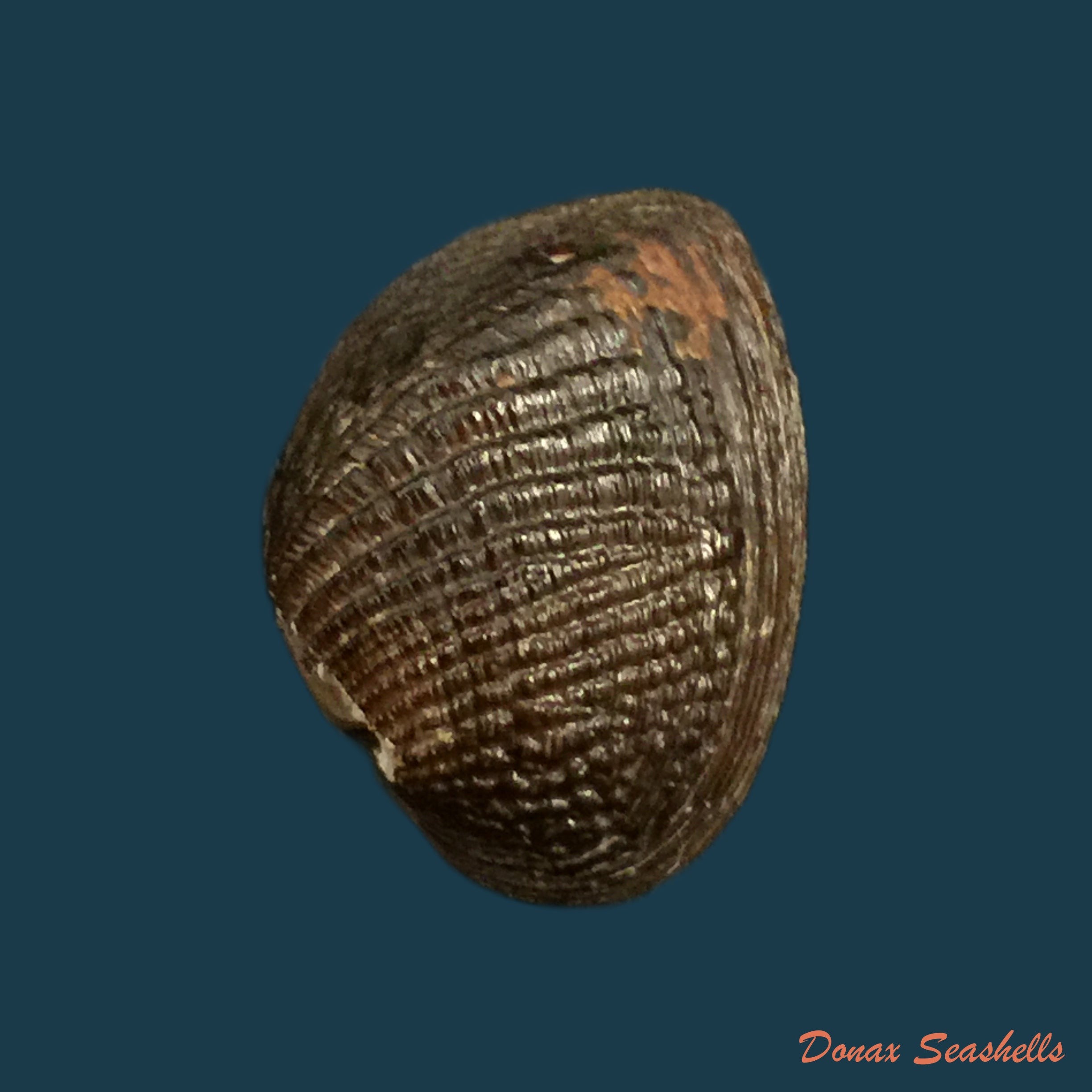 copia-de-rhipidodonta-hylaea-dorbigny-1835-25-1mm