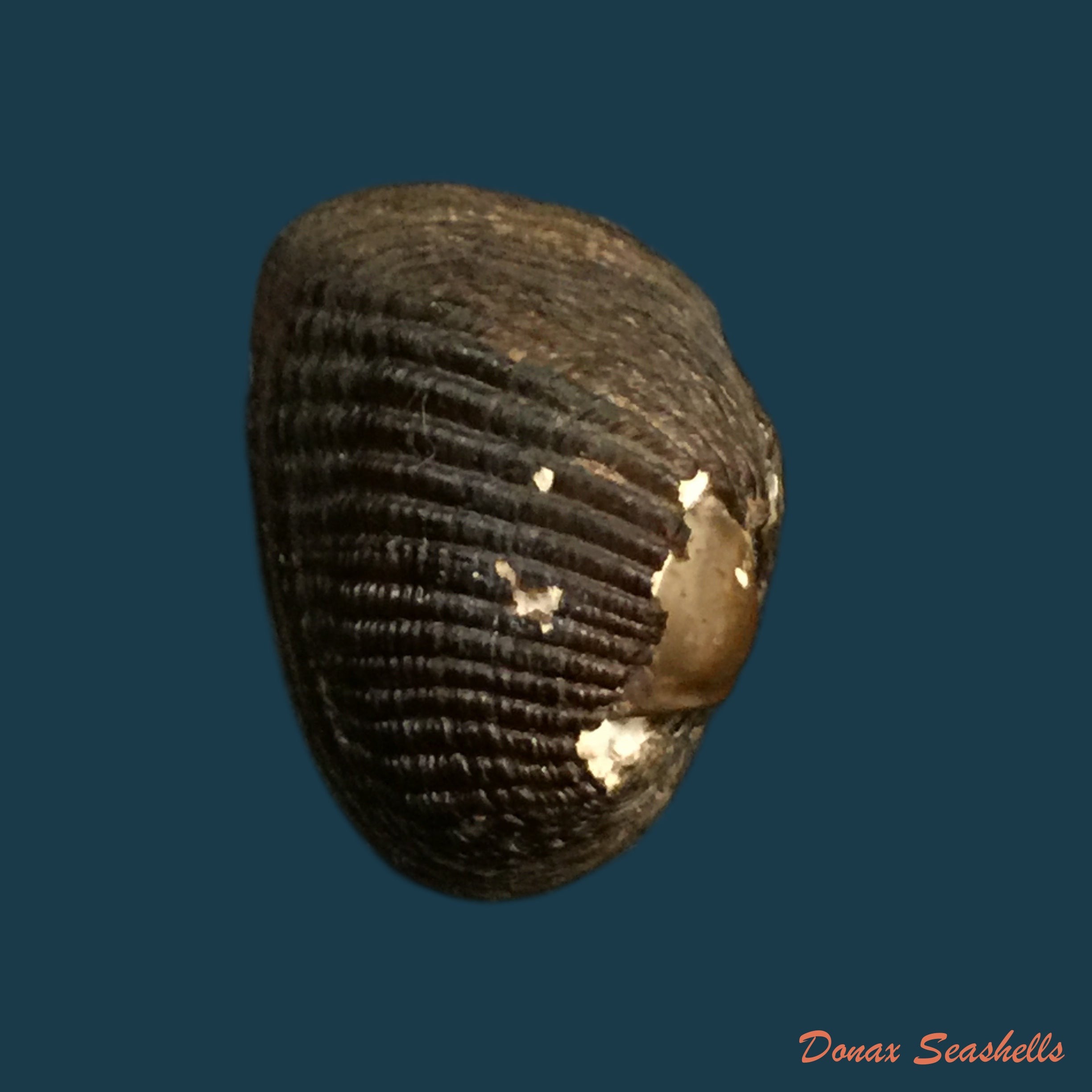 copia-de-rhipidodonta-hylaea-orbigny-1837