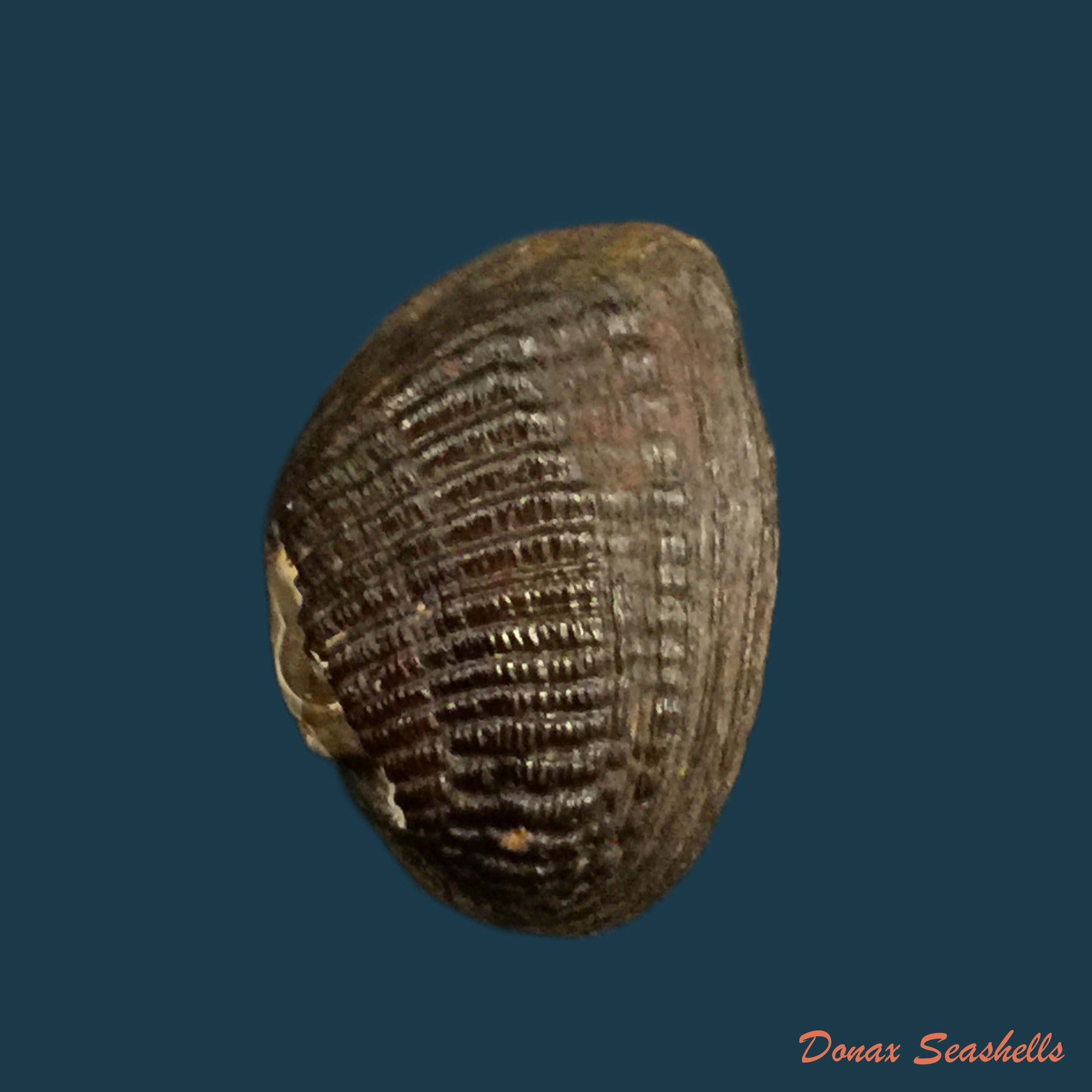 copia-de-rhipidodonta-hylaea-orbigny-1837