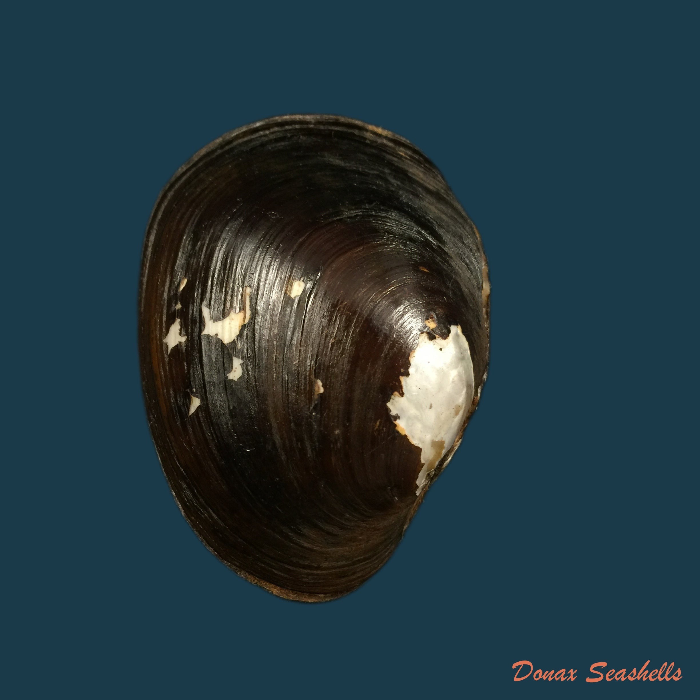 copia-de-rhipidodonta-rhombea-wagner-1827-65-4mm-1