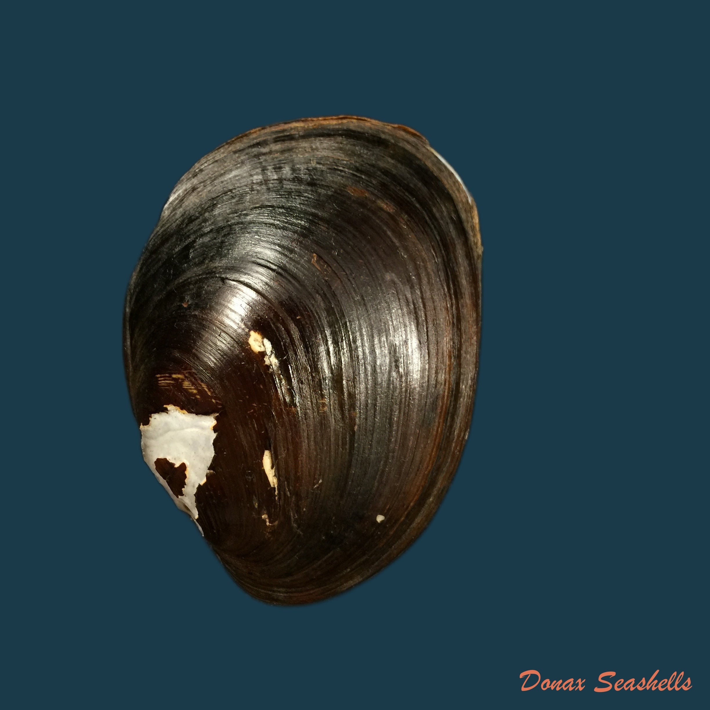 copia-de-rhipidodonta-rhombea-wagner-1827-65-4mm-1