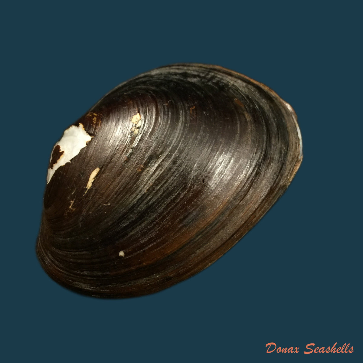 copia-de-rhipidodonta-rhombea-wagner-1827-65-4mm-1