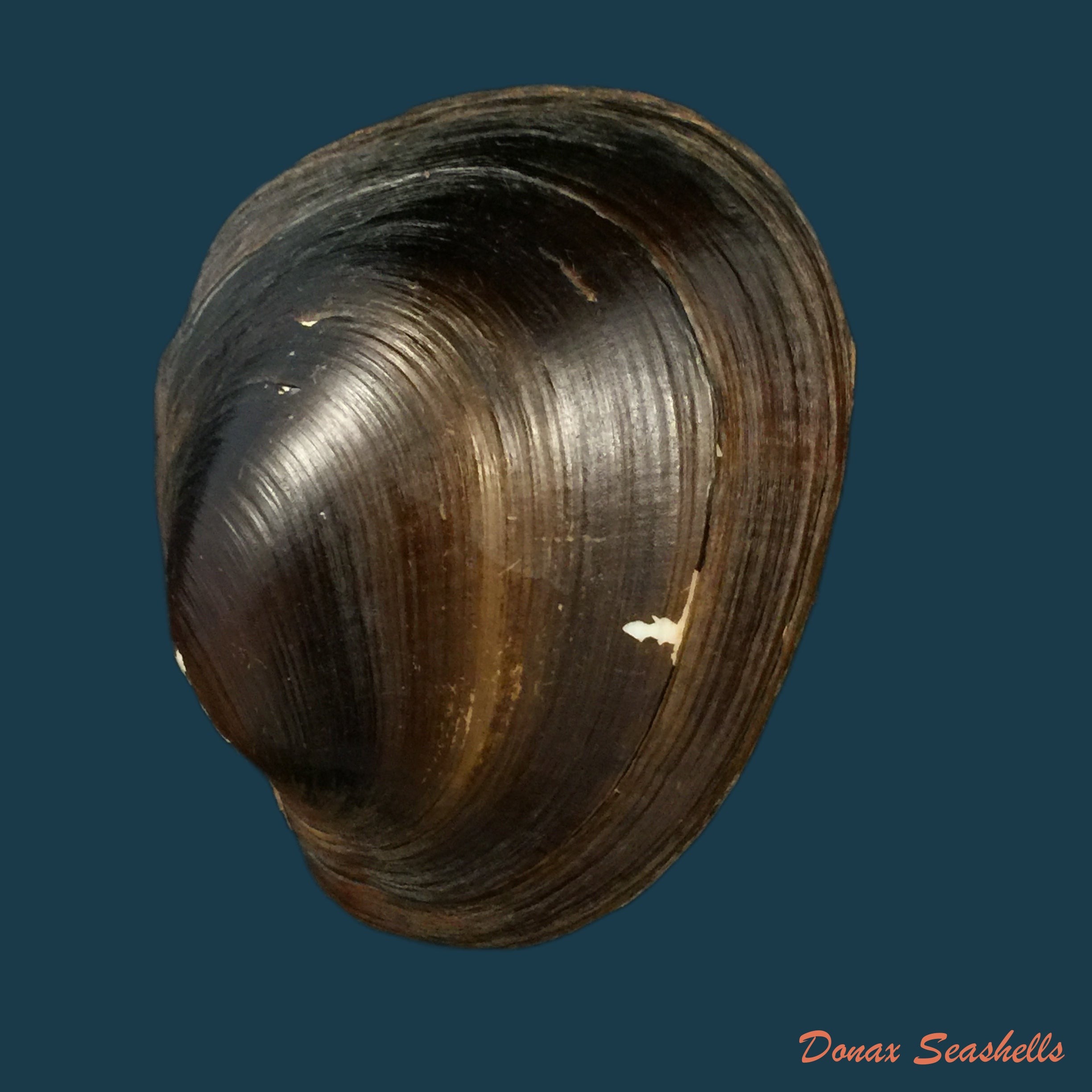 copia-de-rhipidodonta-rhombea-wagner-1827-65mm