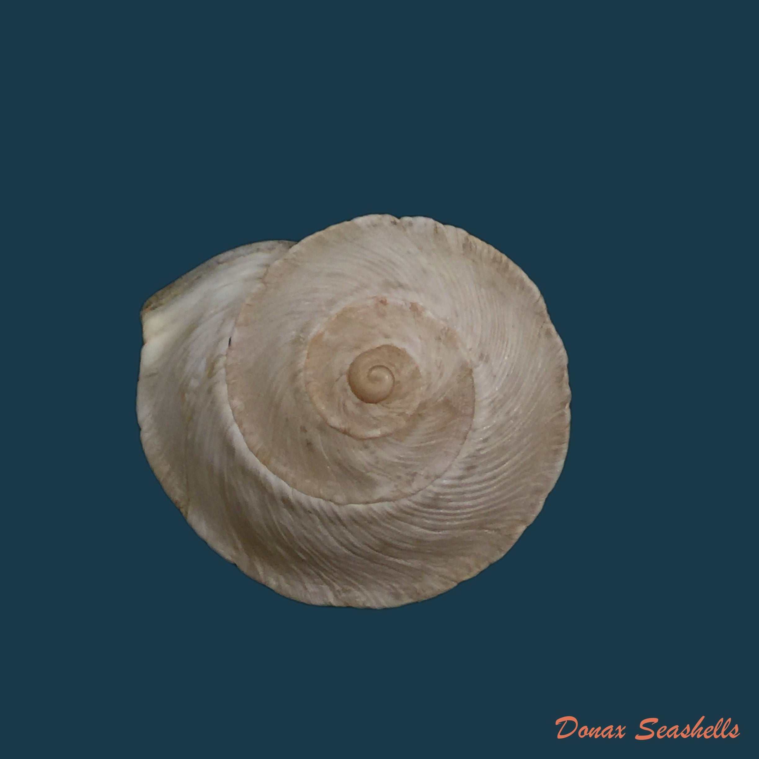 copia-de-rossmaessleria-sicanoides-kobelt-1881-19-3mm