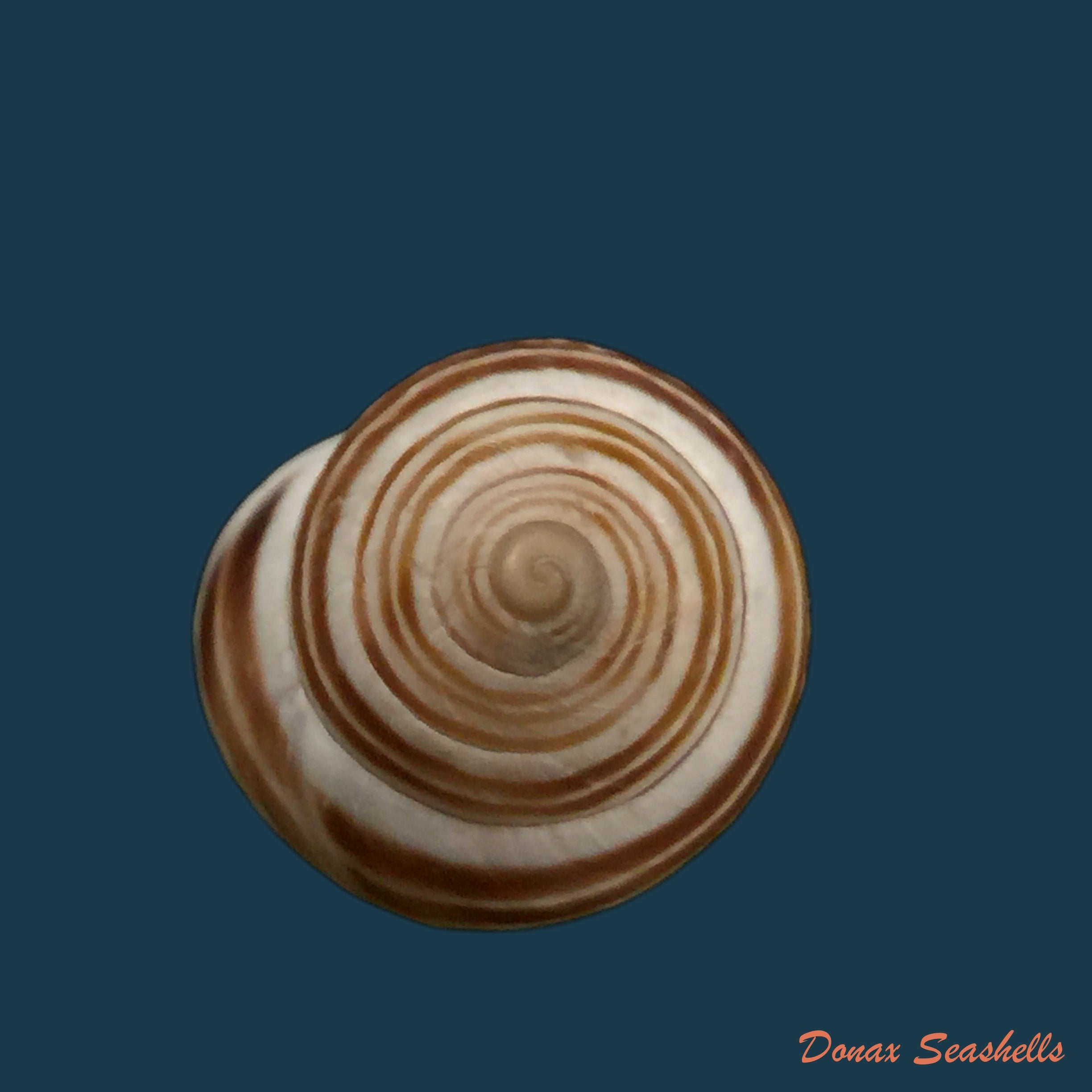 copia-de-rossmaessleria-sicanoides-kobelt-1881-19-4mm