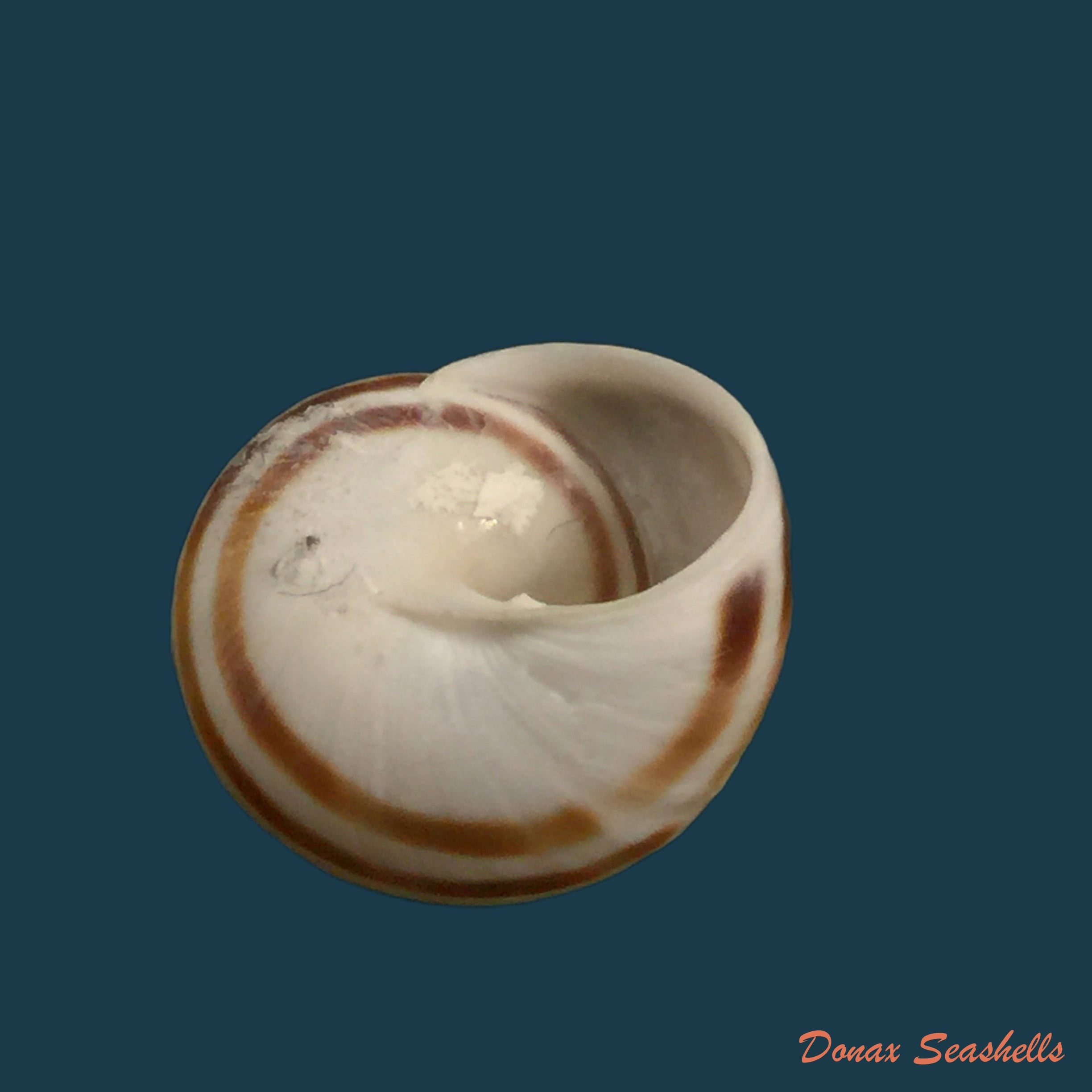 copia-de-rossmaessleria-sicanoides-kobelt-1881-19-4mm