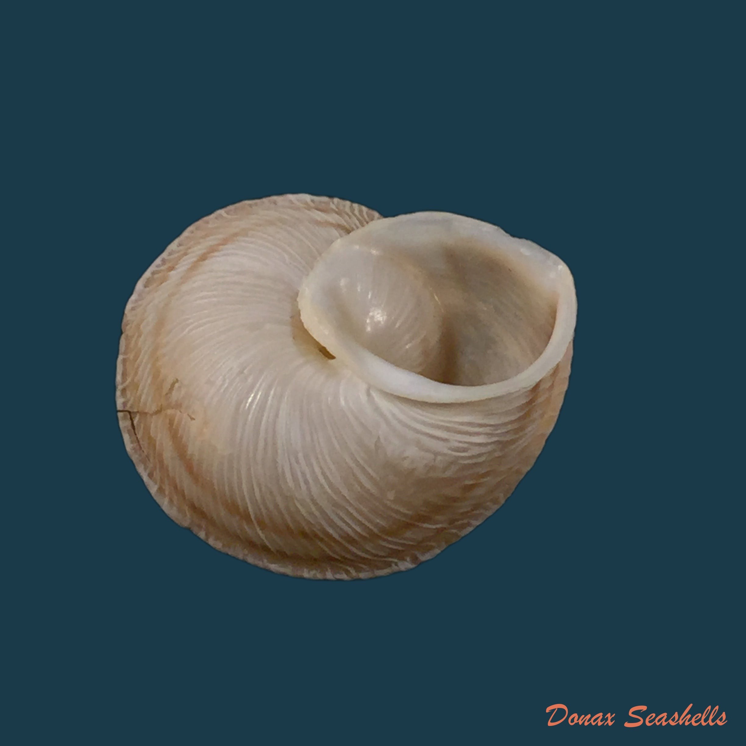 copia-de-rossmaessleria-sultana-sultana-morelet-1880-26mm
