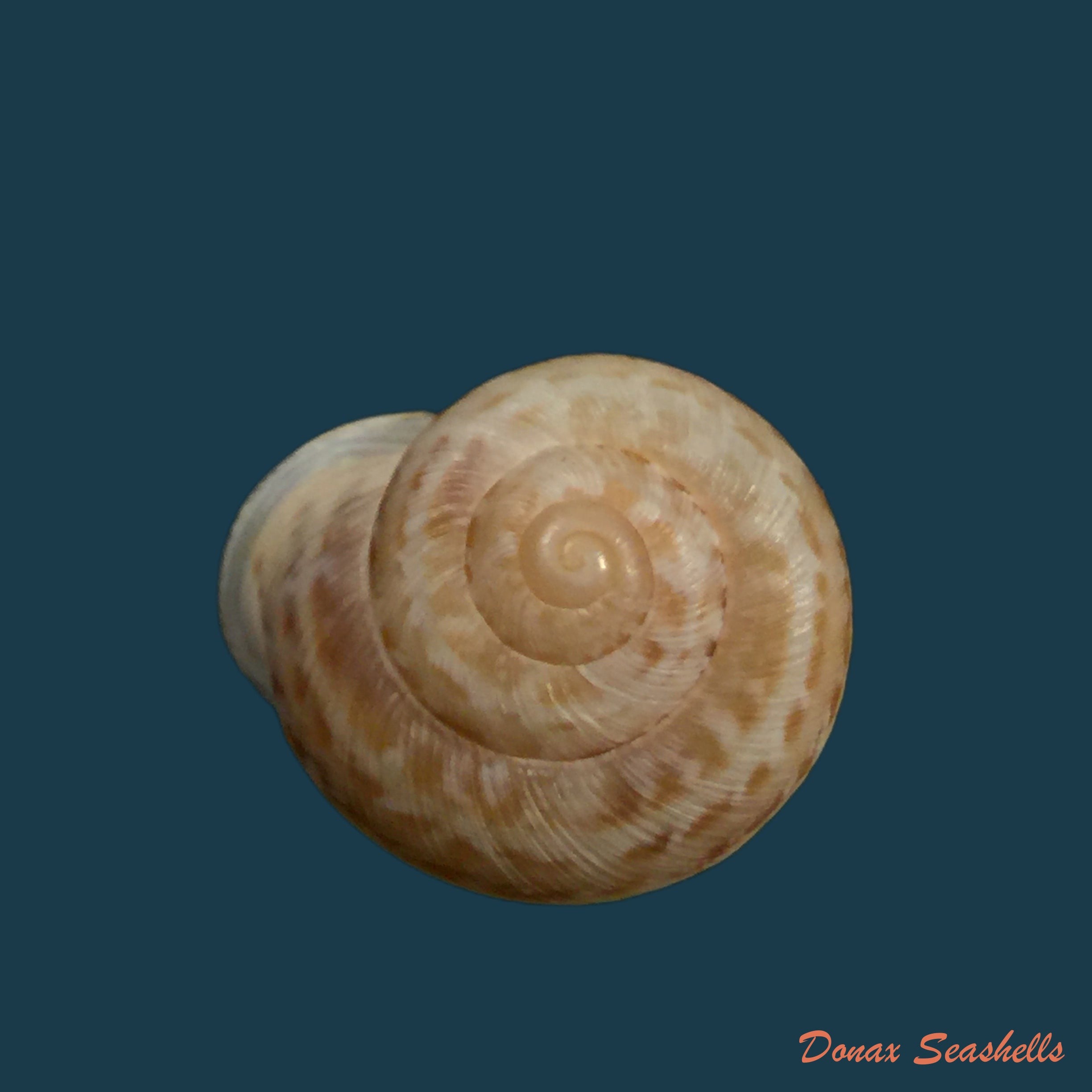 copia-de-rossmaessleria-weberi-paulae-j-ahuir-2017-24-8mm